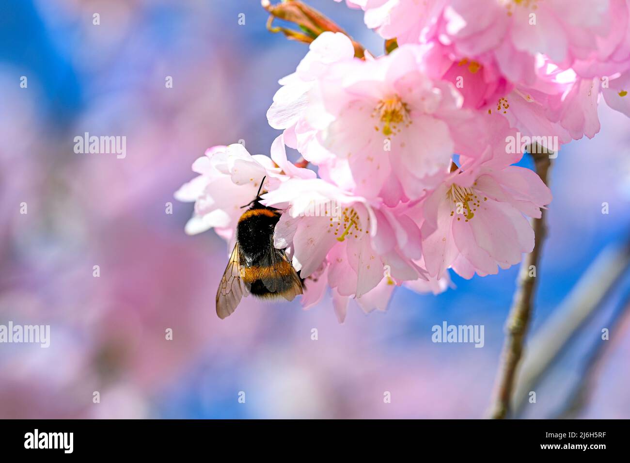 Bumblebee en cerise cerisiers en fleurs avril 29 2022 Kumla Suède Banque D'Images