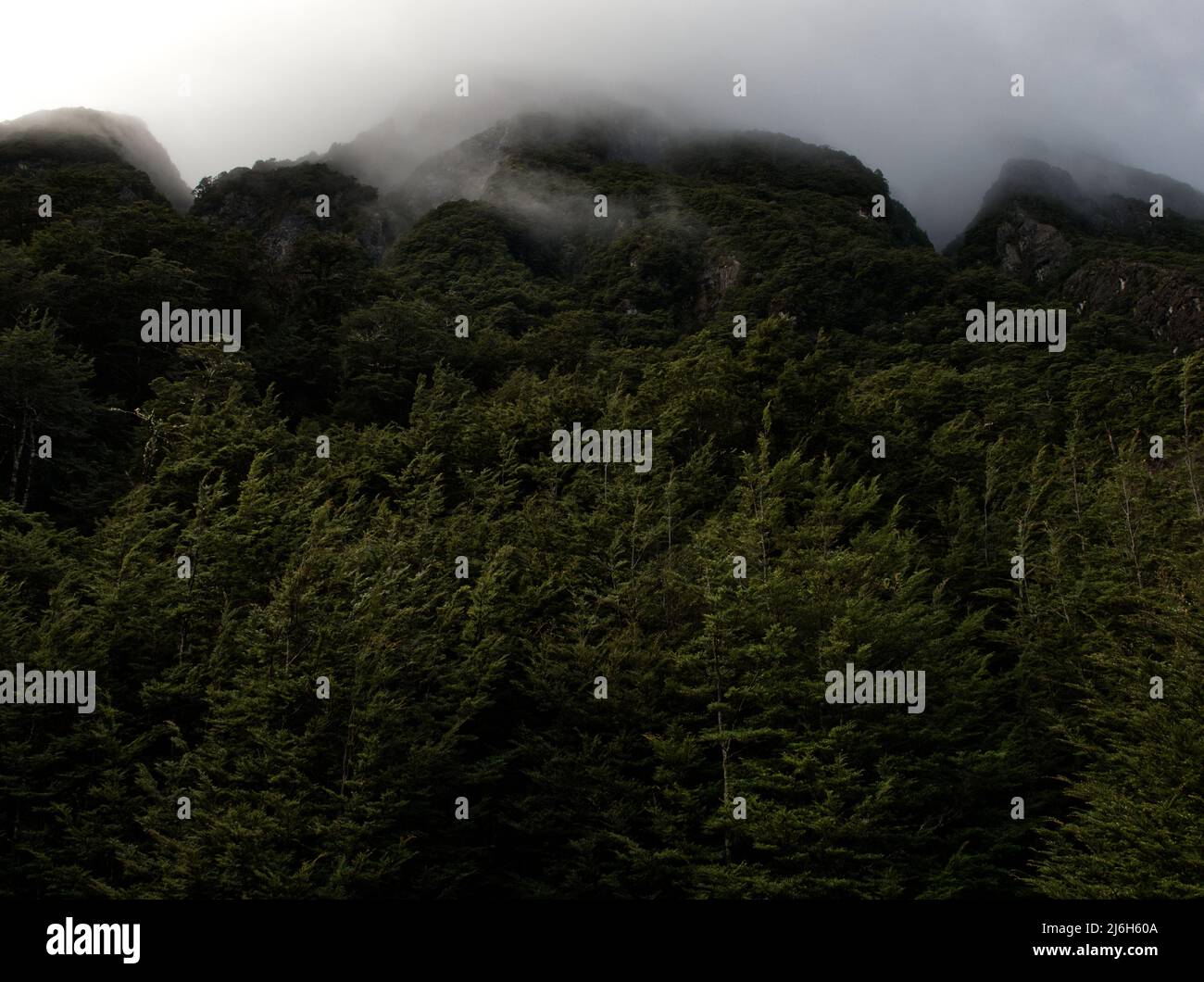 Forêt de hêtres de montagne, Nouvelle-Zélande Banque D'Images