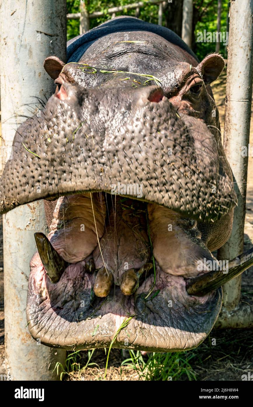 hippopotamus amphibius drôle à bouche ouverte Banque D'Images