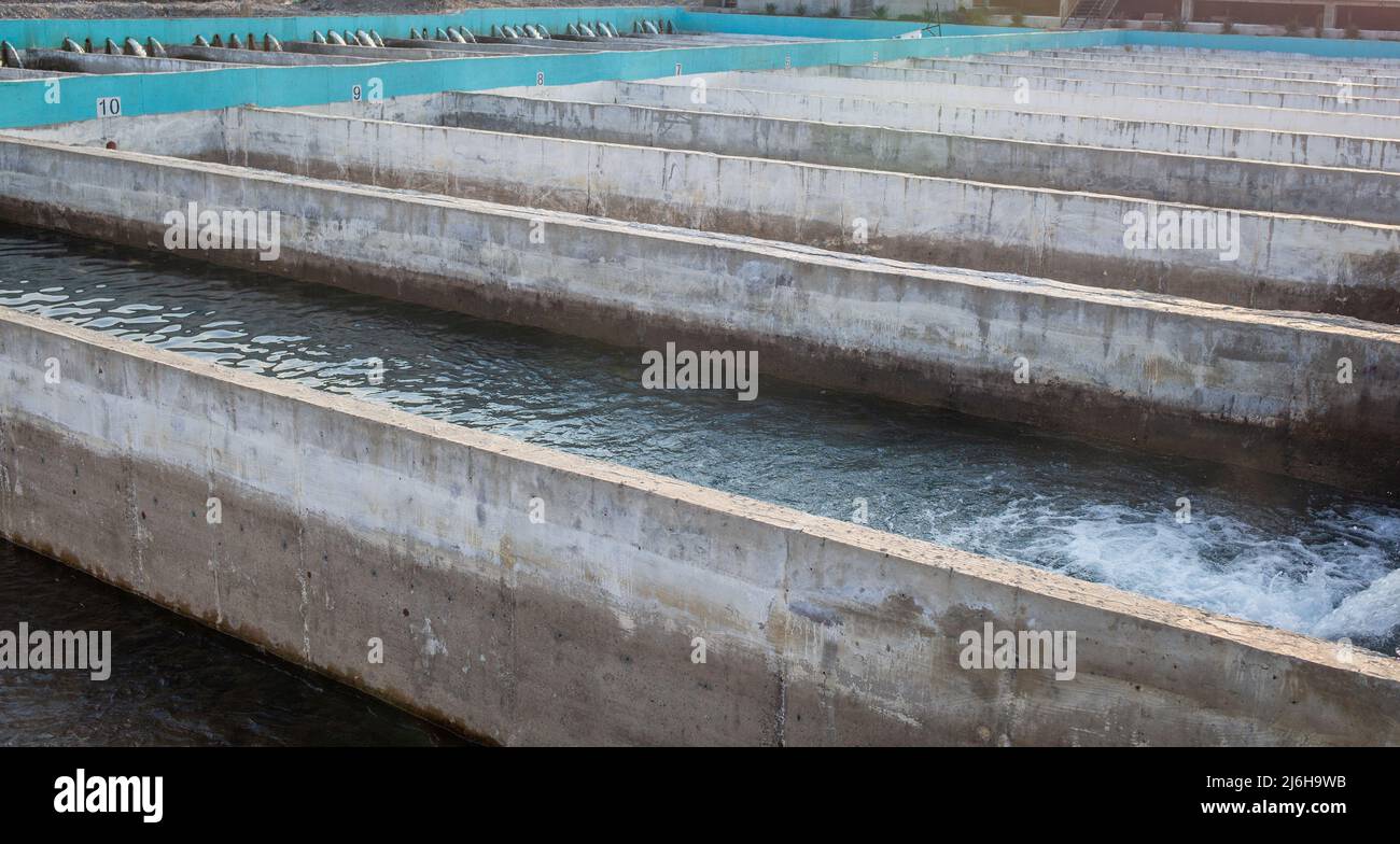 Culture de la truite dorée et d'autres poissons dans des bassins de béton. Ferme de truites. Beaucoup d'étang en béton à la ferme d'aquaculture.il est des espèces économiques de beau f Banque D'Images