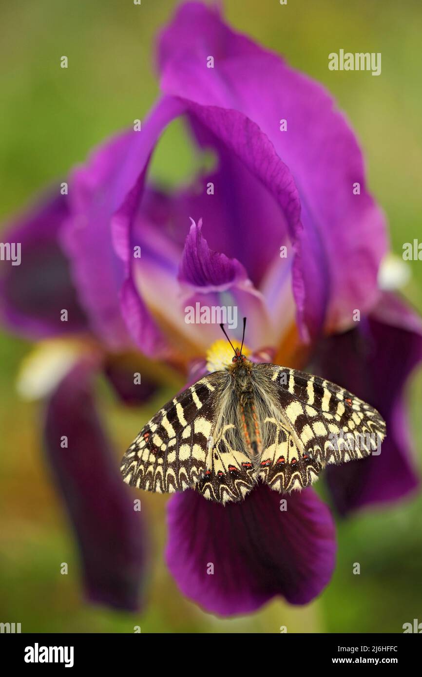 Joli papillon Festoon méridional, Zerynthia polyxena, sucer le nectar de la fleur de l'iris violet foncé Banque D'Images