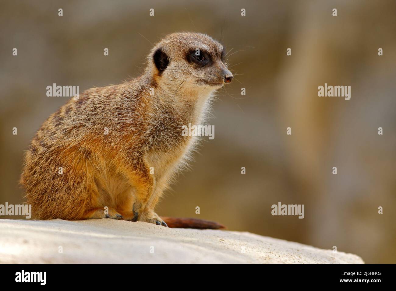 Mignon Meerkat, Suricata suricata, assis sur la pierre Banque D'Images