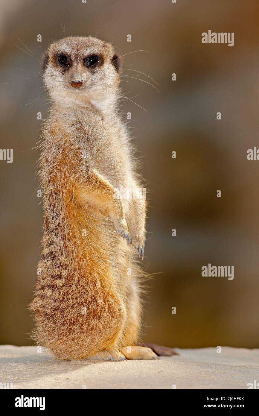 Mignon Meerkat, Suricata suricata, assis sur la pierre Banque D'Images