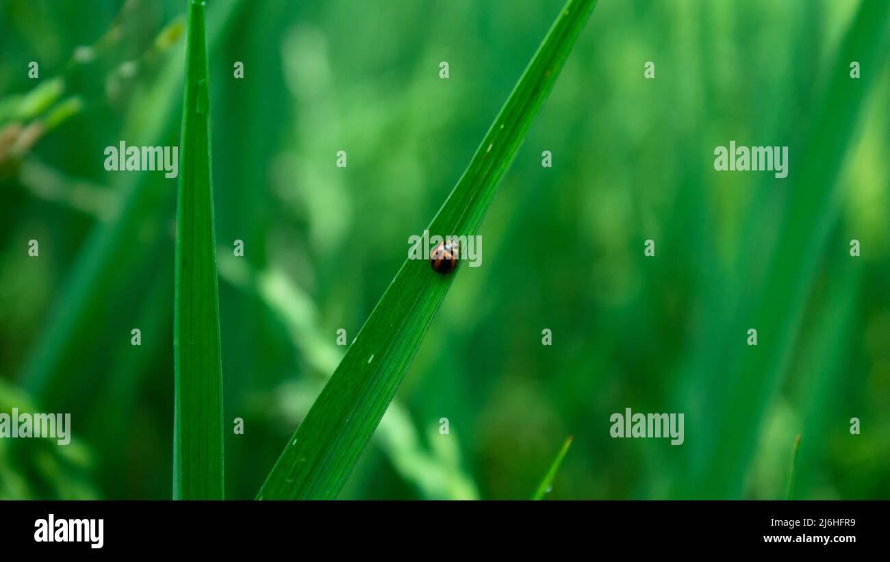 Gros plan sur la poche de coccinelle sur les feuilles de riz Banque D'Images