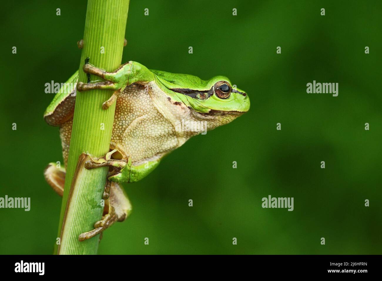 Jolie grenouille d'arbre européen d'amphibiens verts, Hyla arborea, assise sur l'herbe avec fond vert clair Banque D'Images