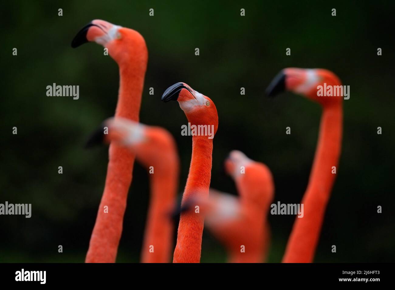 Troupeau de flamants chiliens, Phoenicopterus chilensis, grand oiseau rose avec long cou, dansant dans l'eau, animal dans l'habitat naturel, Chili, Sou Banque D'Images