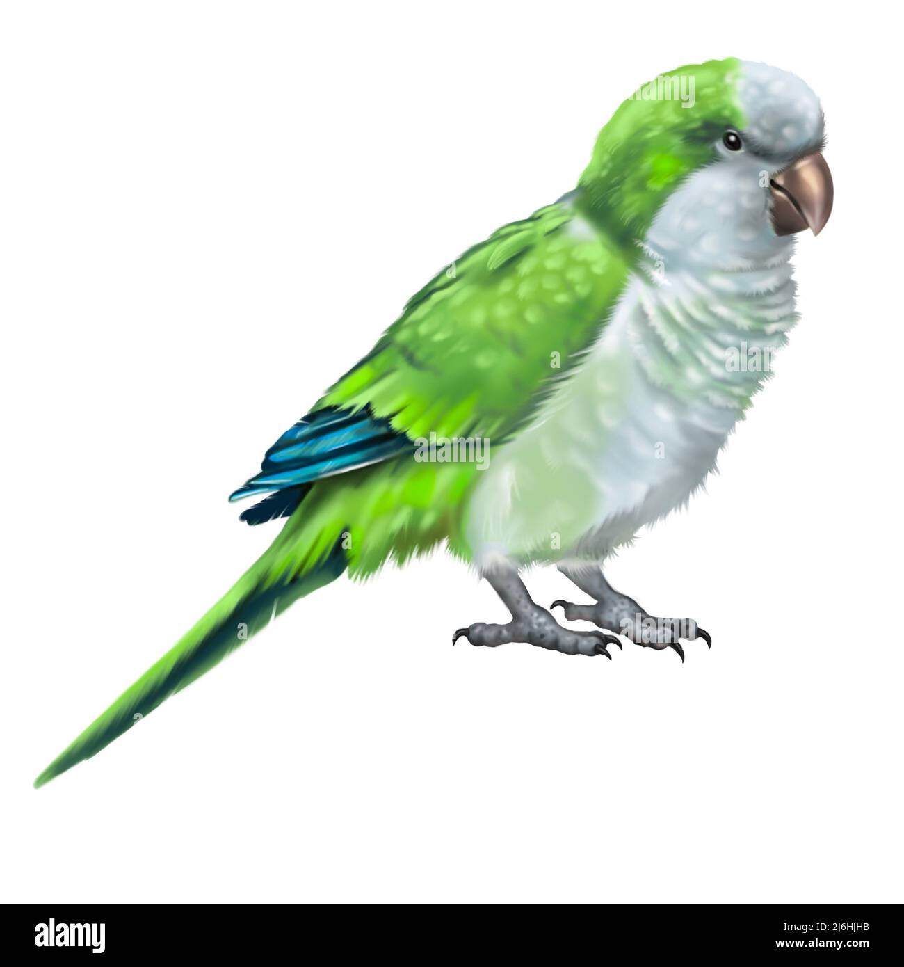 parakeet de monk. Illustration aquarelle du perroquet Quaker vert. Oiseau réaliste Banque D'Images