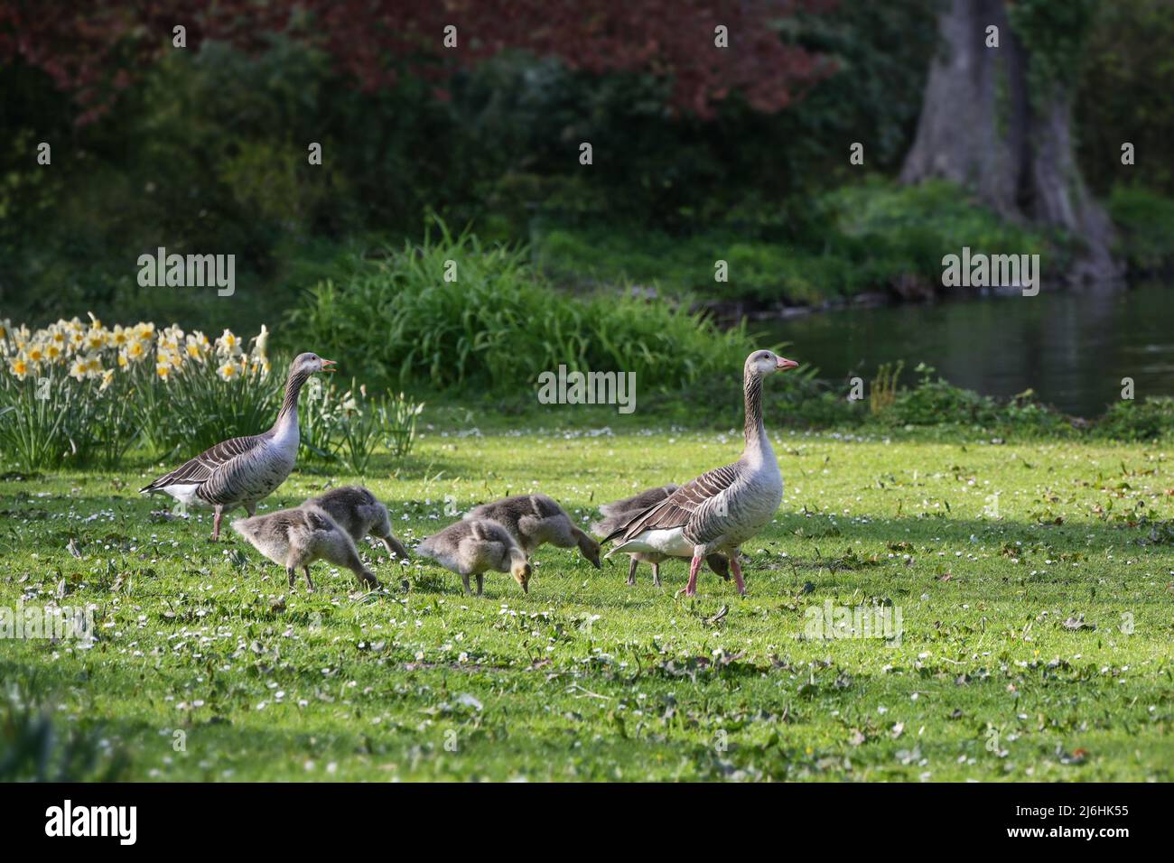 Famille des oies grises (Anser anser) avec des oiseaux parents et des oisons marchant dans le parc jusqu'à l'étang, espace de copie, foyer choisi, profondeur étroite de fi Banque D'Images