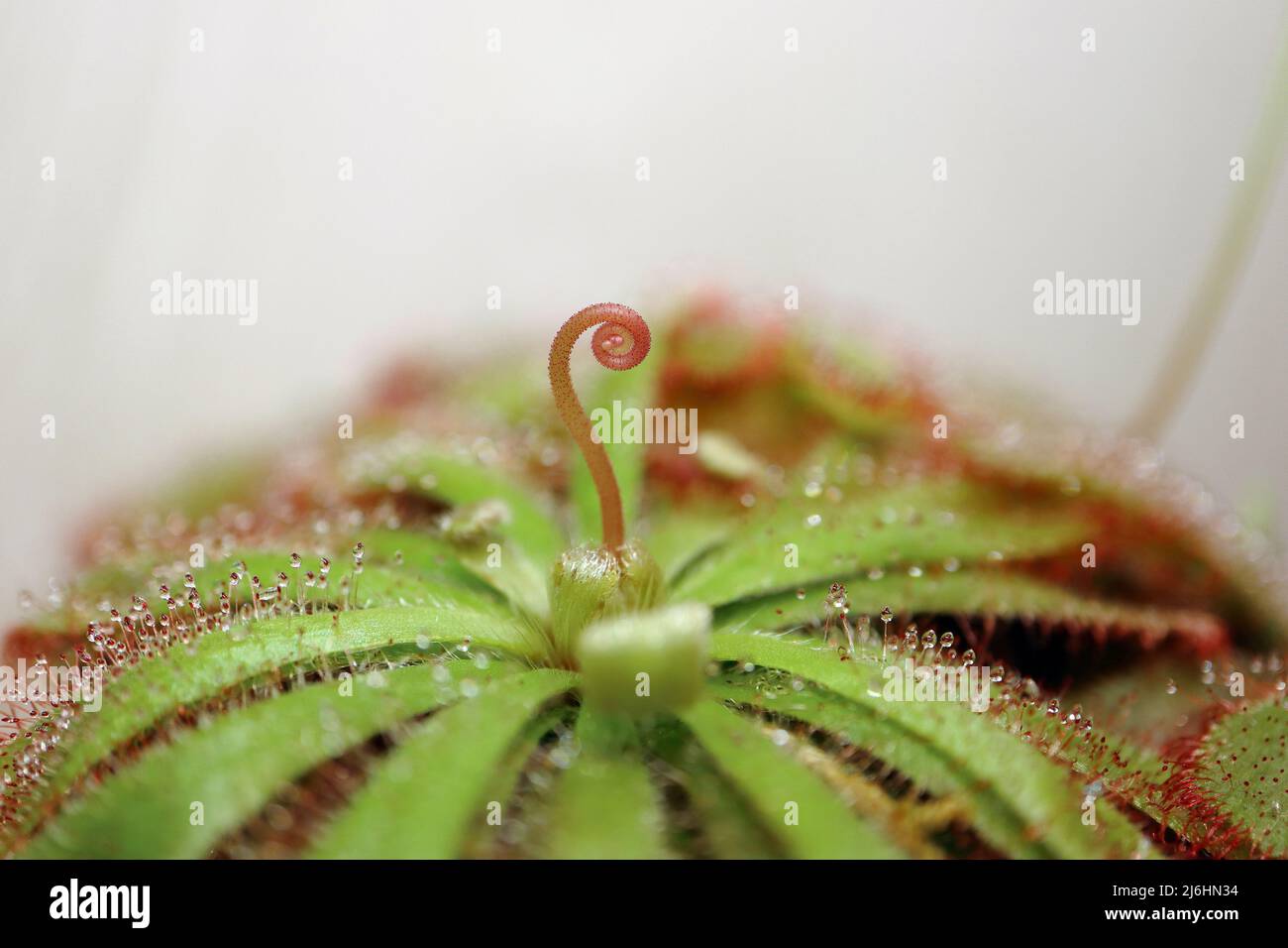 Fleur en spirale provenant d'une plante carnivore Drosera aliciae plante macro gros plan, plante collante en rosette Banque D'Images