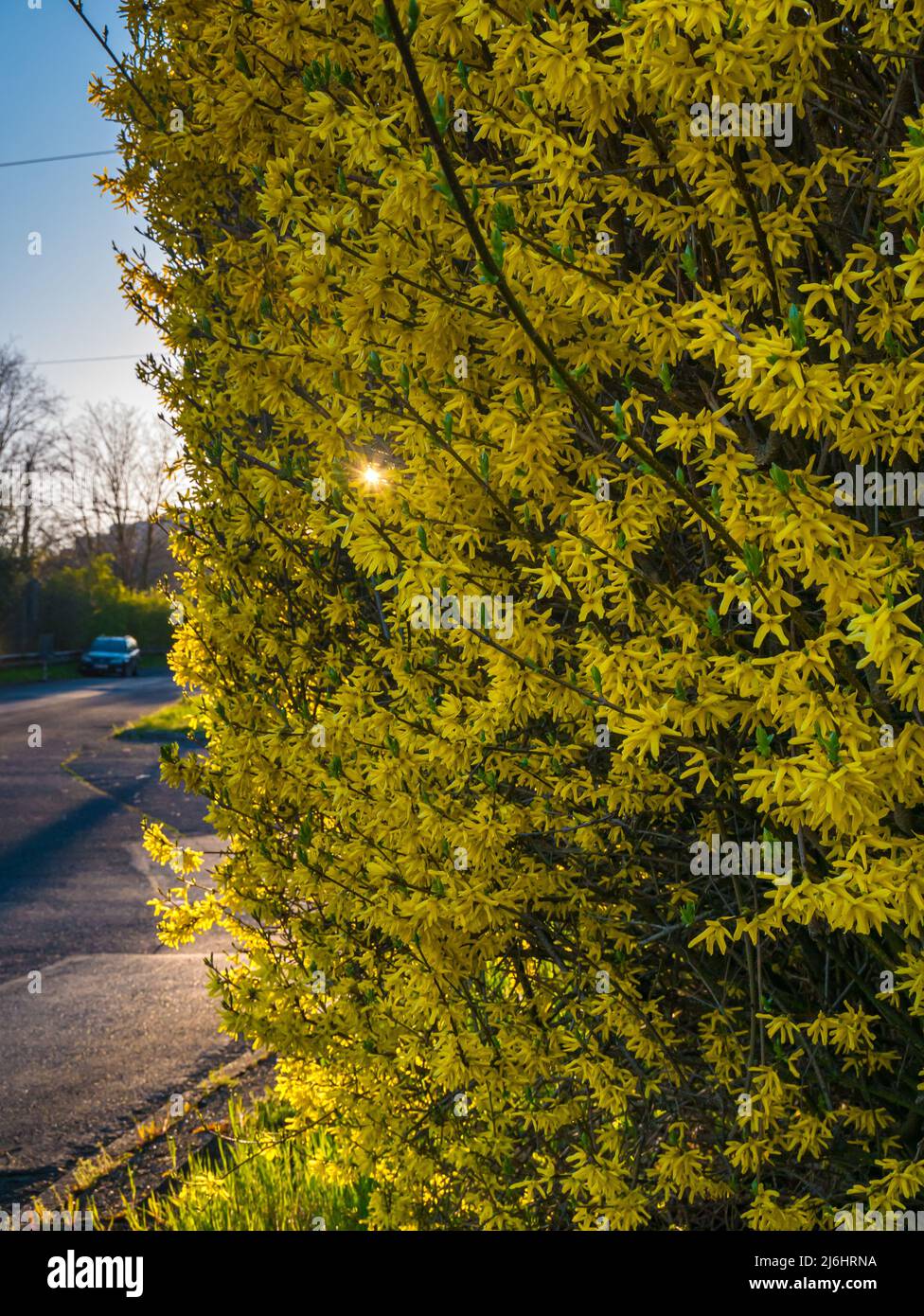 Le soleil tardif brille à travers un Bush de fleurs jaunes, Forsythia x intermedia, sur le côté de la route Banque D'Images