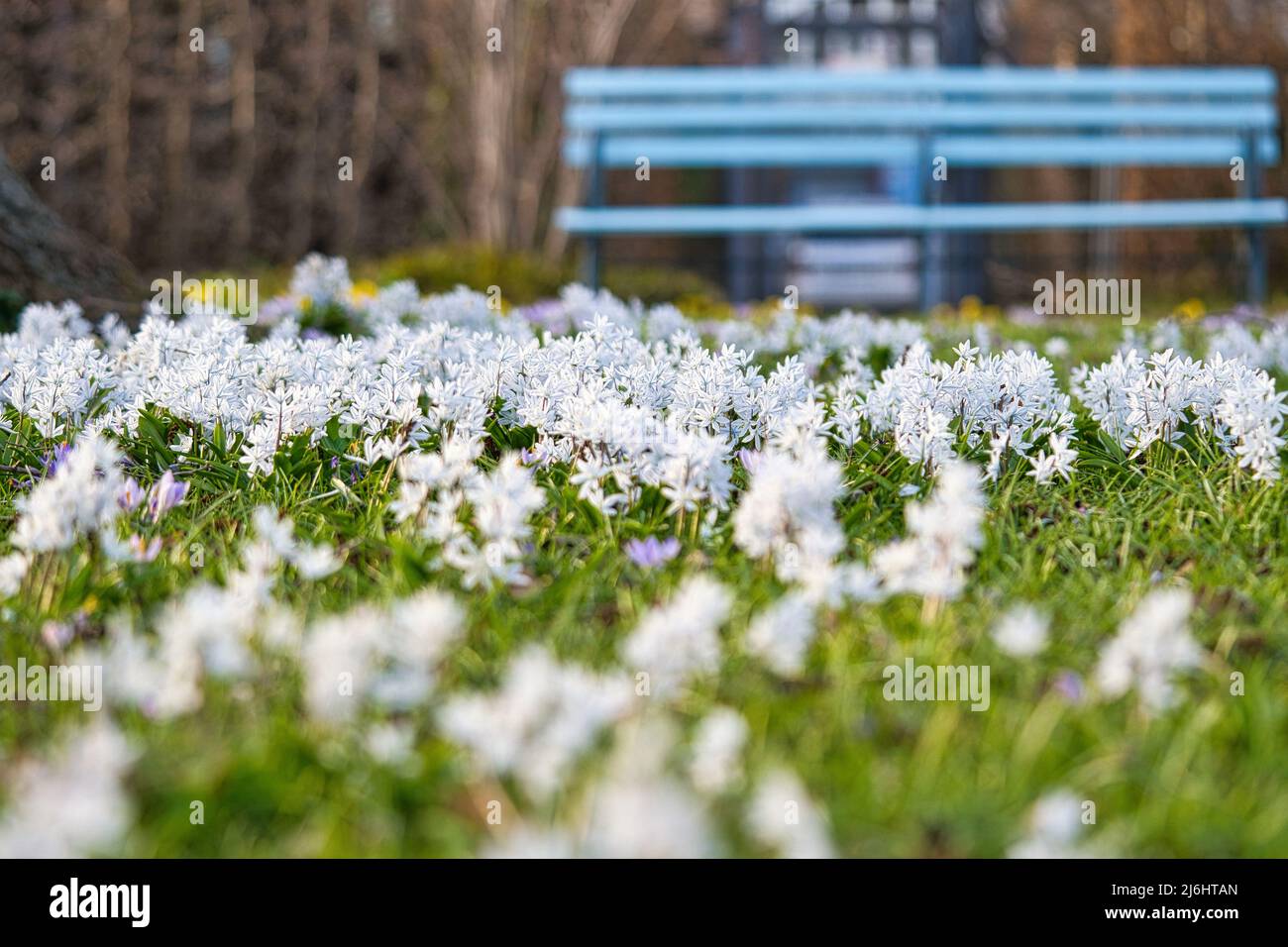 Les hyacinthes étoiles sont les premiers bloomers qui annoncent le printemps. Champ blanc de fleurs dans le parc en face d'un banc. Ils fleurissent à Pâques. La fleur ca Banque D'Images