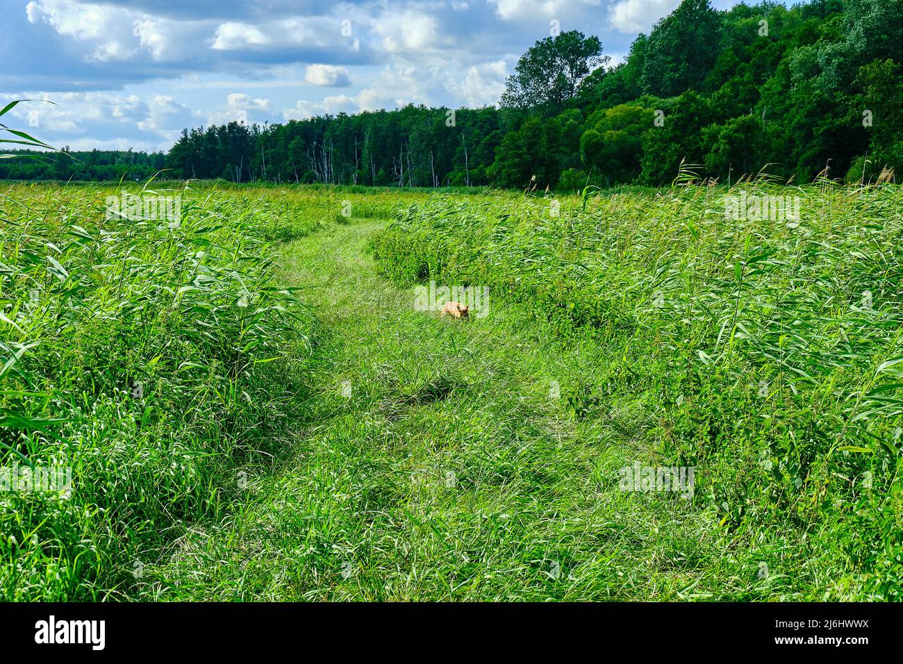 Paysage de plaine inondable avec un jeune renard dans la vallée de Trebel près de Nehringen, communauté de Grammendorf, Mecklembourg-Poméranie occidentale, Allemagne. Banque D'Images