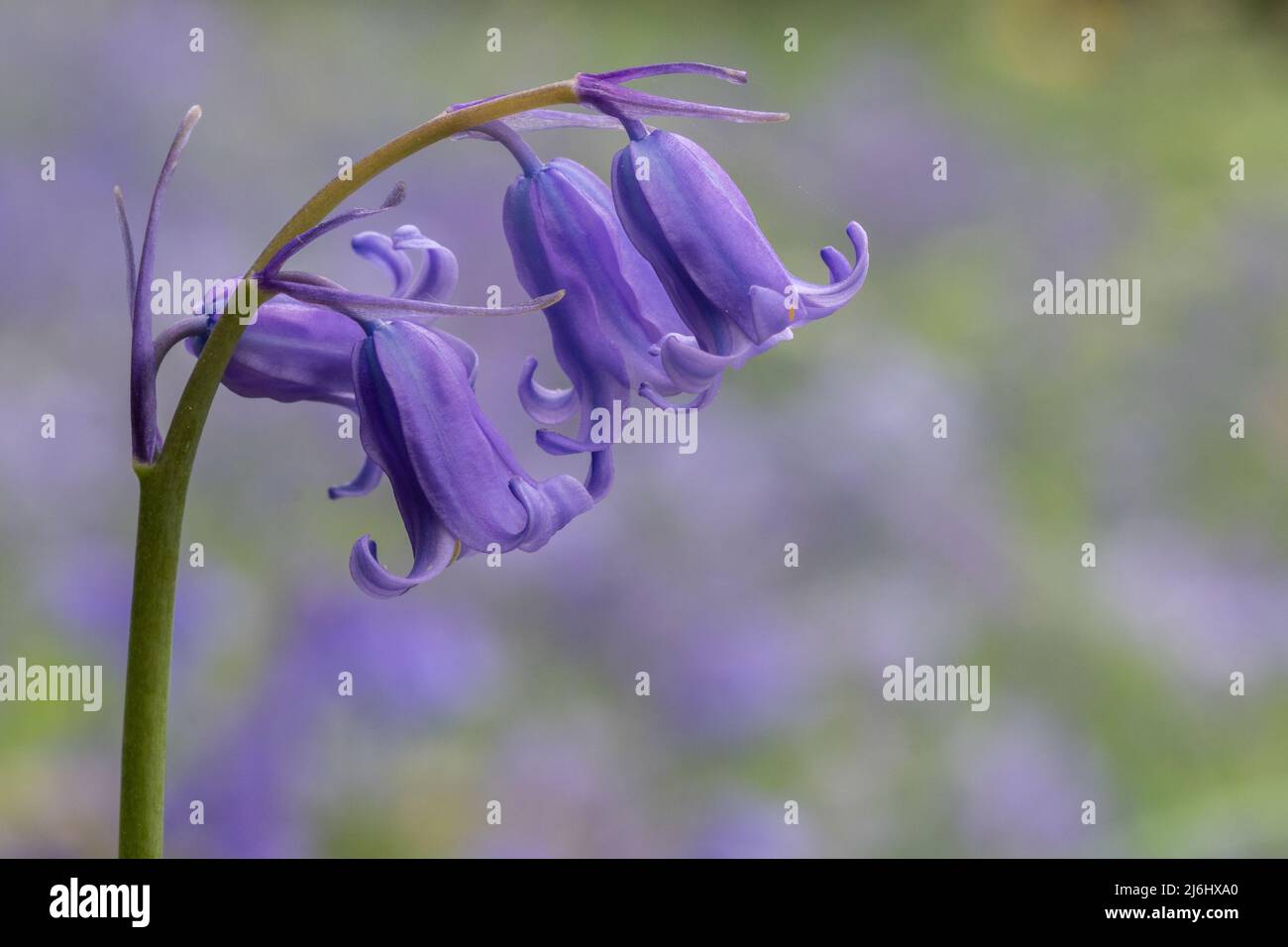 Single bluebell dans le vieux cimetière de Southampton, Southampton Common, Southampton Royaume-Uni Banque D'Images