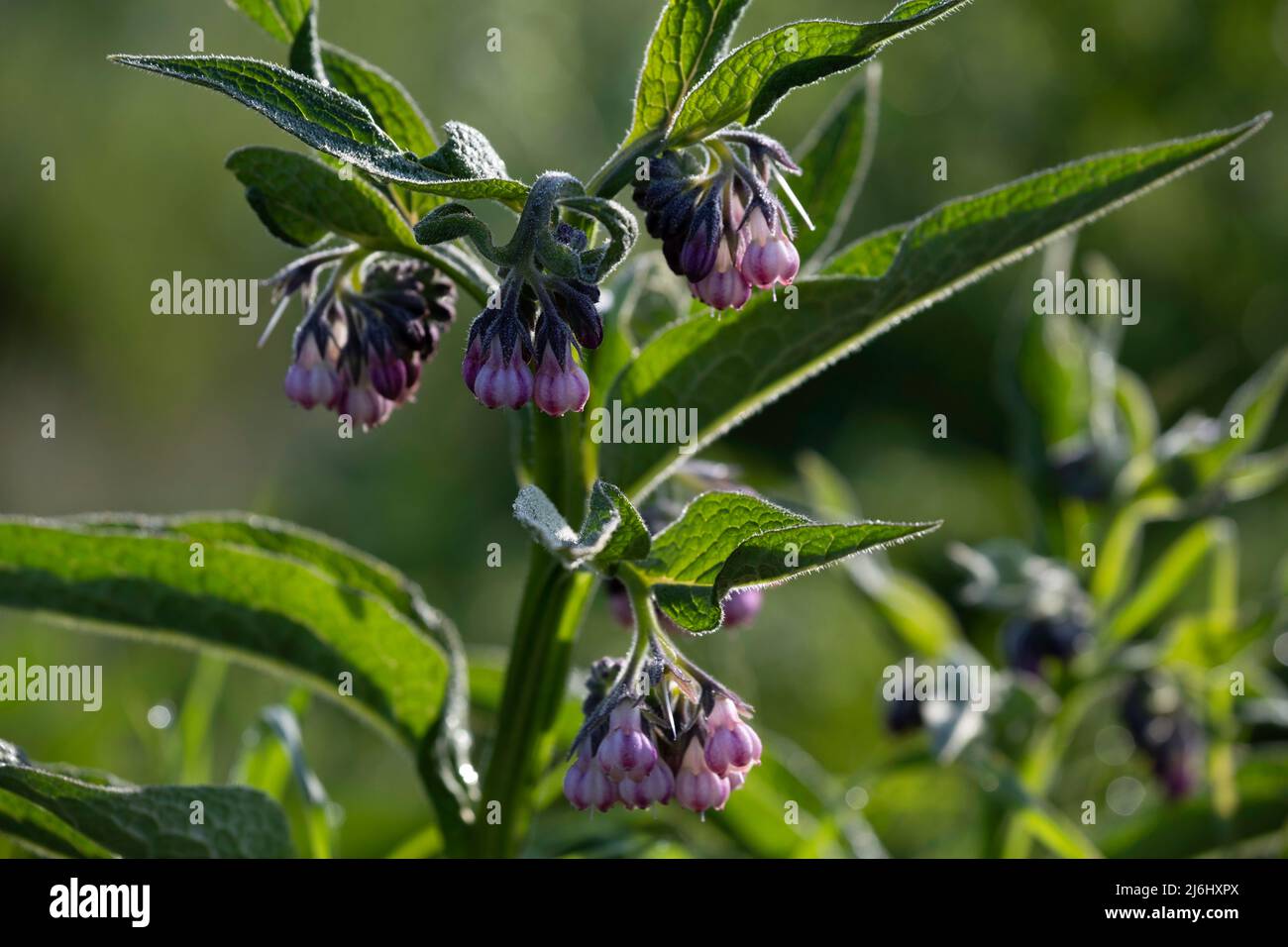 Symphytum officinale ou commune comfrey tôt le matin avec rosée sur les fleurs violettes et les feuilles vertes Banque D'Images