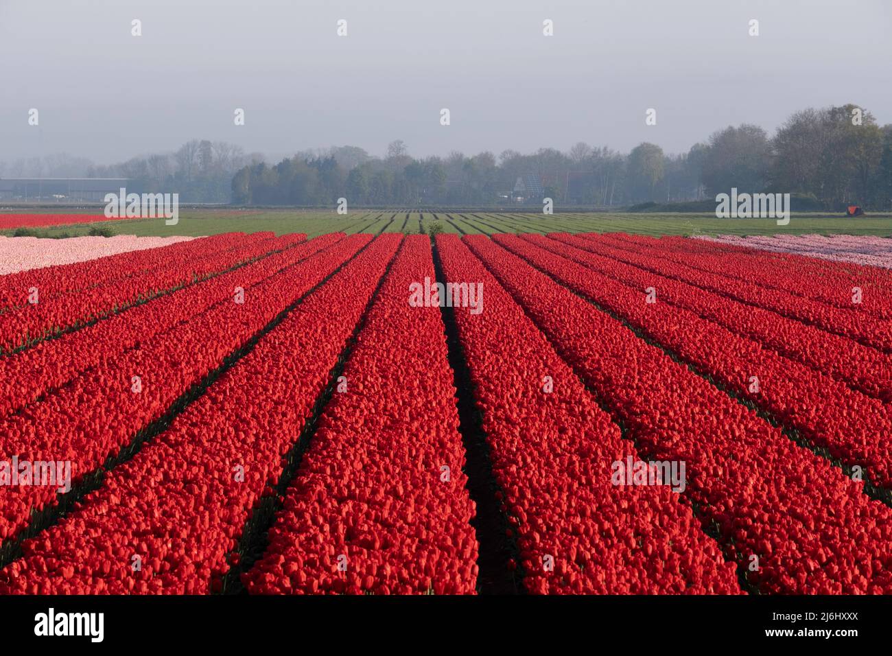 Rangées de tulipes de différentes couleurs dans un champ de tulipes au printemps aux pays-Bas Banque D'Images