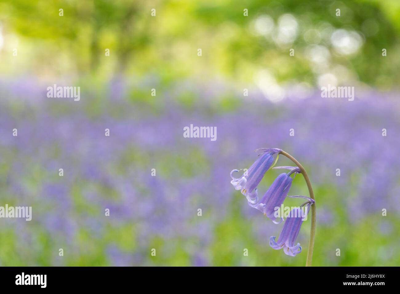 Bluebells à Roydon Woods, New Forest, Hampshire. Banque D'Images