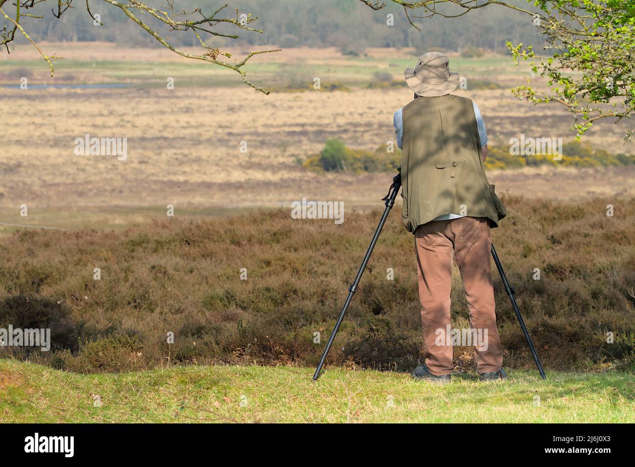 Twitcher, naturaliste observation d'oiseaux avec Un trépied au-dessus de la réserve naturelle de Roydon Common Heathland, Norfolk, Royaume-Uni Banque D'Images