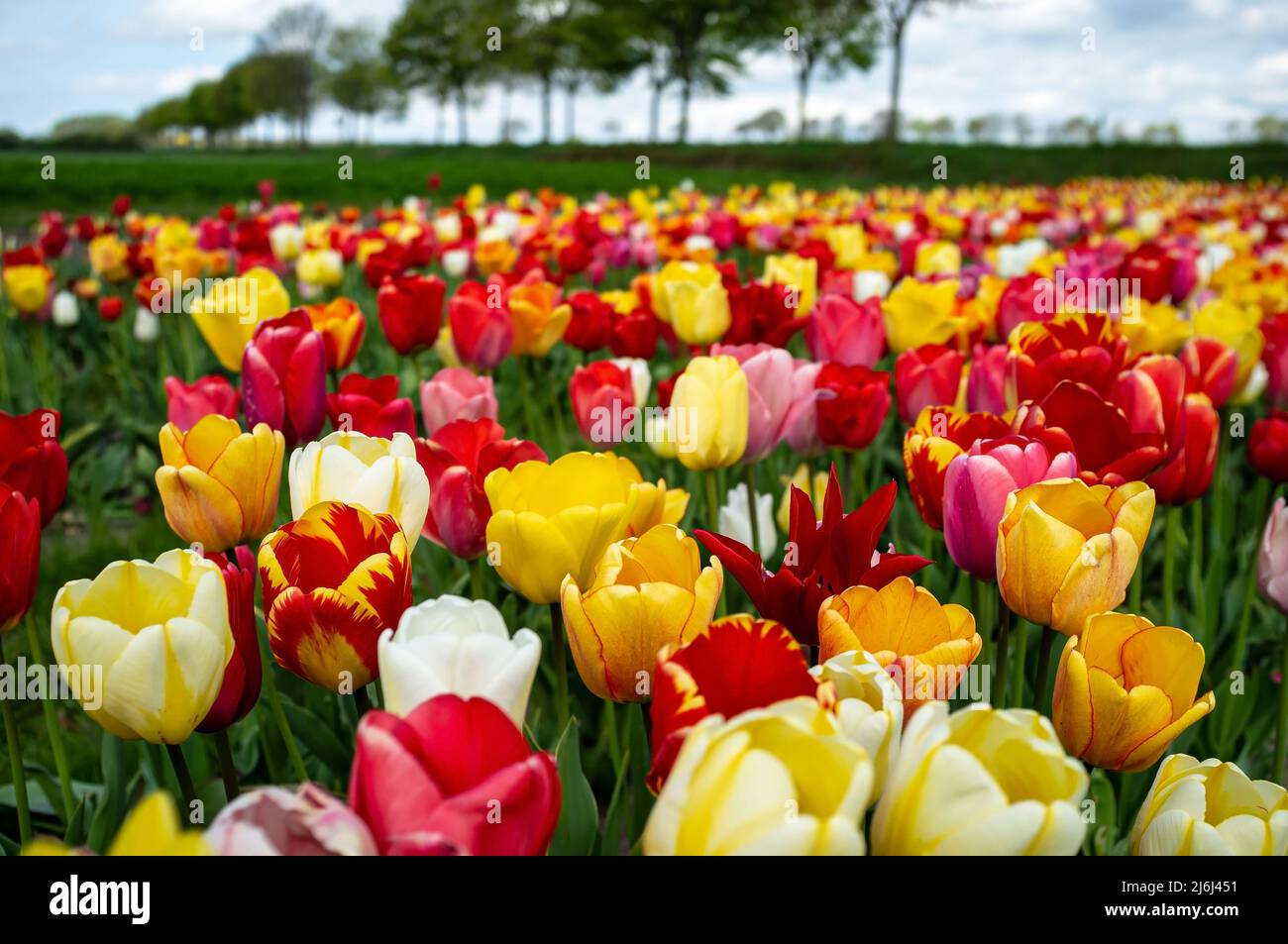 Champ avec de belles tulipes fleuris, cultivées pour la vente, à l'extérieur. Banque D'Images