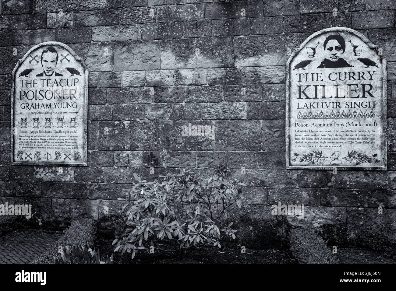 Détails du Cury Killer et du Teacup Poisoner dans le jardin de poison dans les jardins d'Alnwick à Alnwick, Northumberland, Royaume-Uni, en avril Banque D'Images