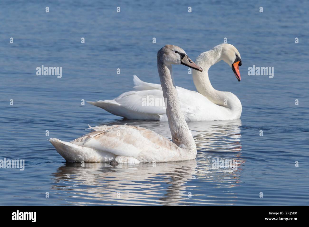 gros plan sur les cygnes blancs jeunes et adultes qui nagent dans une rivière Banque D'Images
