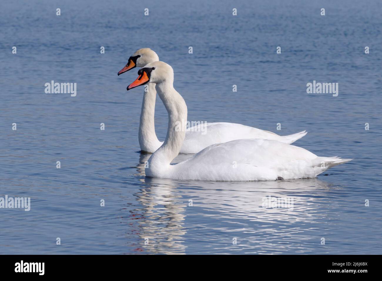 gros plan de quelques cygnes blancs nageant dans une rivière Banque D'Images