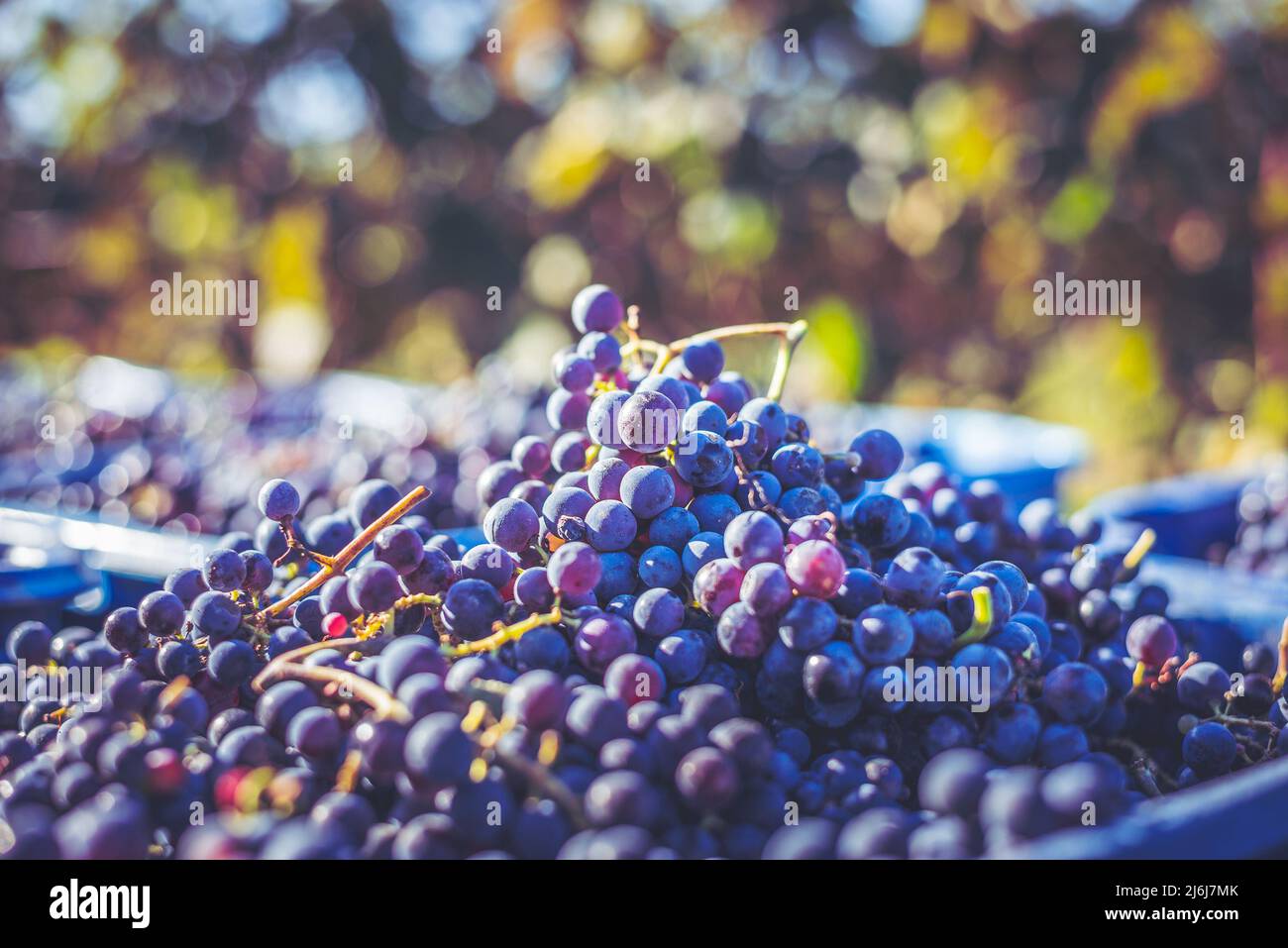 Raisins de vigne bleus. Raisins pour faire du vin rouge dans la caisse de récolte. Vue détaillée d'une vigne dans un vignoble en automne, Hongrie Banque D'Images