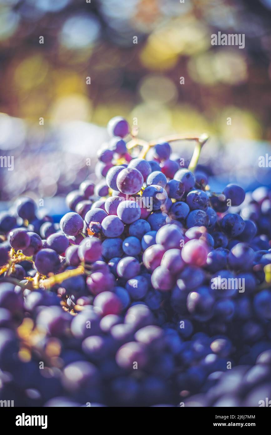 Raisins de vigne bleus. Raisins pour faire du vin rouge dans la caisse de récolte. Vue détaillée d'une vigne dans un vignoble en automne, Hongrie Banque D'Images