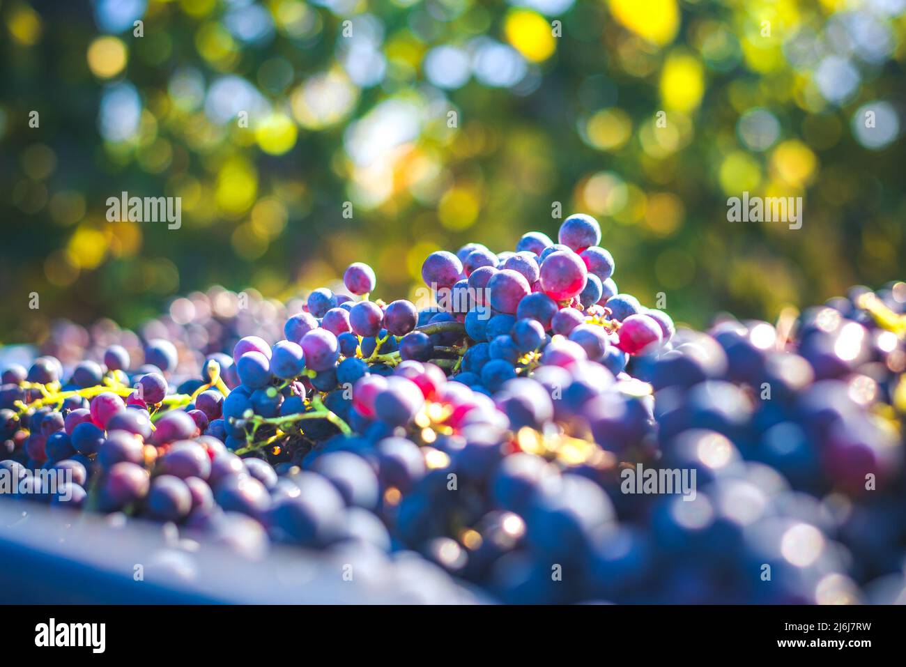 Raisins de vigne bleus. Raisins pour faire du vin rouge dans la caisse de récolte. Vue détaillée d'une vigne dans un vignoble en automne, Hongrie Banque D'Images