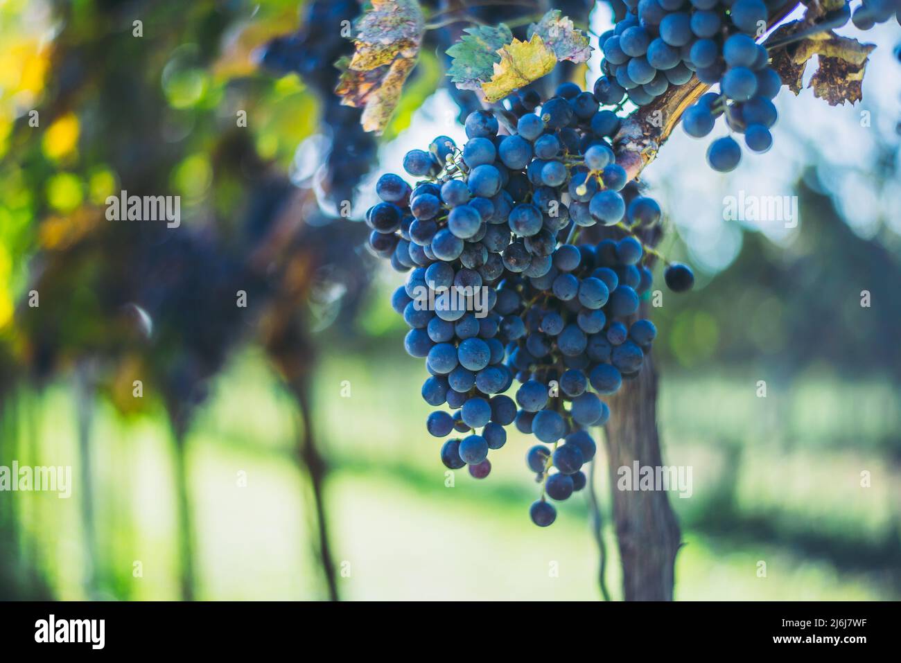 Raisin de vigne bleu dans le vignoble. Cabernet Franc raisin pour faire du vin rouge dans la récolte. Vue détaillée d'une vigne bleue dans un vignoble au Banque D'Images