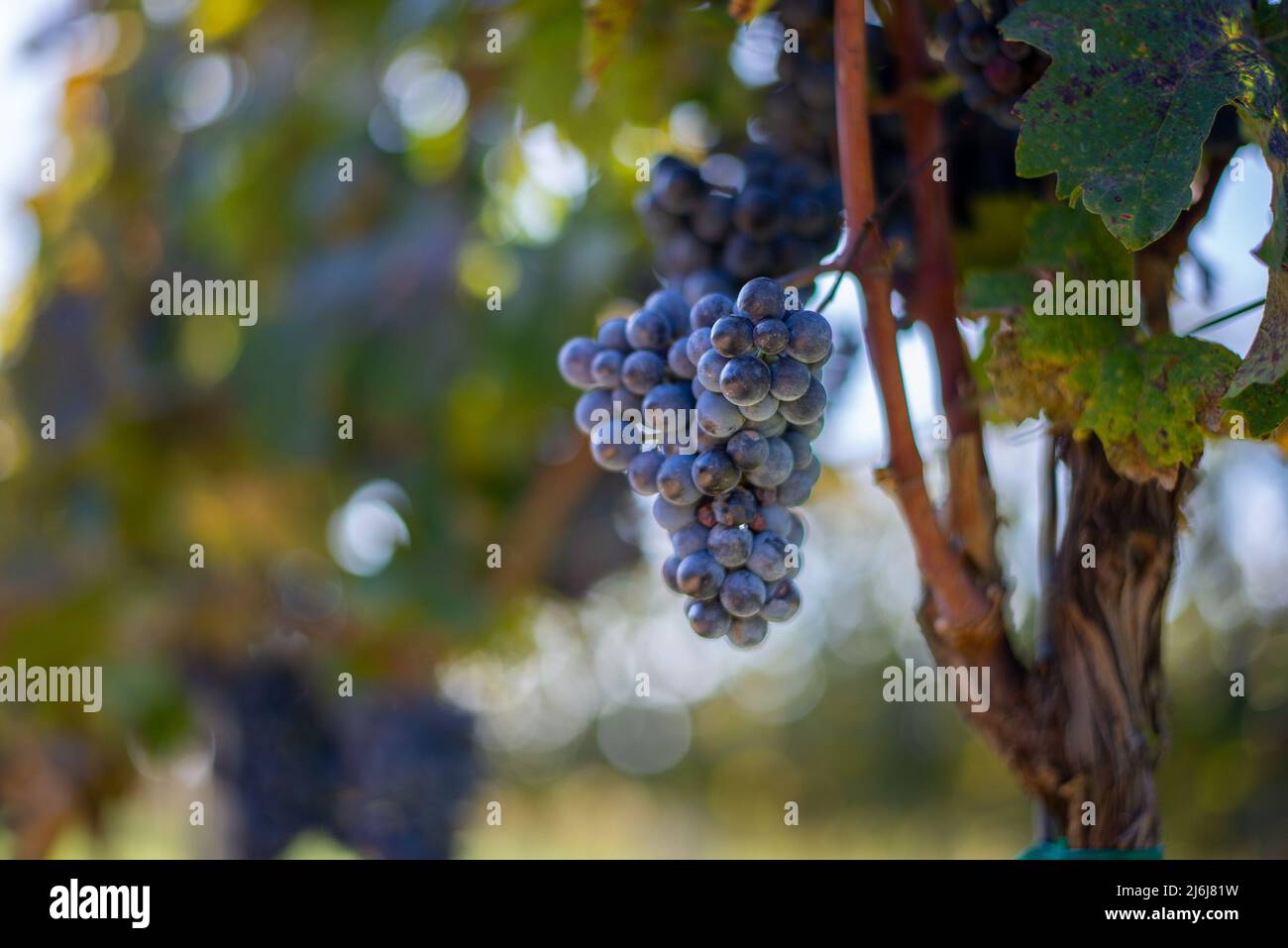 Raisin de vigne bleu dans le vignoble. Cabernet Franc raisin pour faire du vin rouge dans la récolte. Vue détaillée d'une vigne bleue dans un vignoble au Banque D'Images