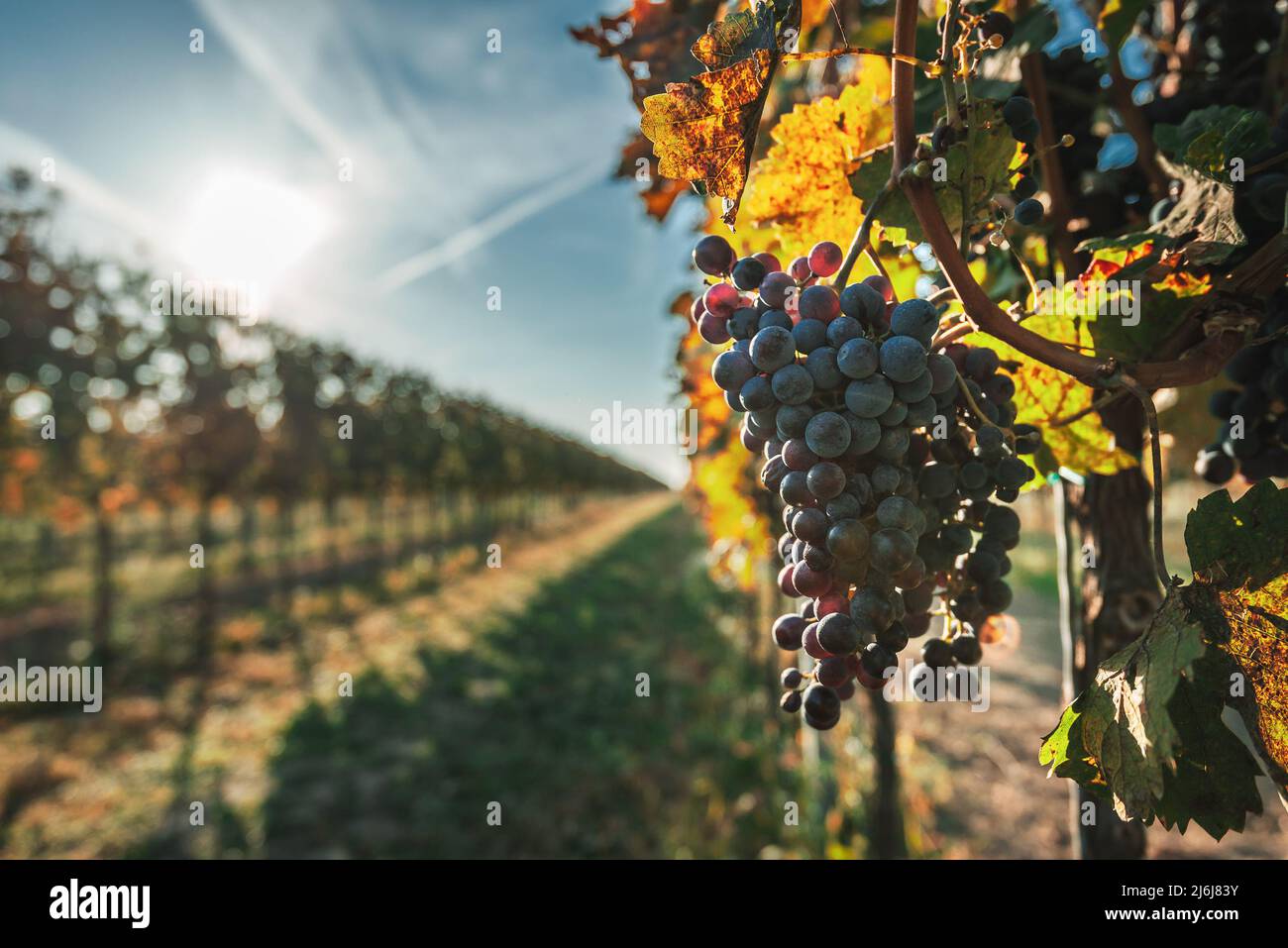 Raisin de vigne bleu dans le vignoble. Cabernet Franc raisin pour faire du vin rouge dans la récolte. Vue détaillée d'une vigne bleue dans un vignoble au Banque D'Images