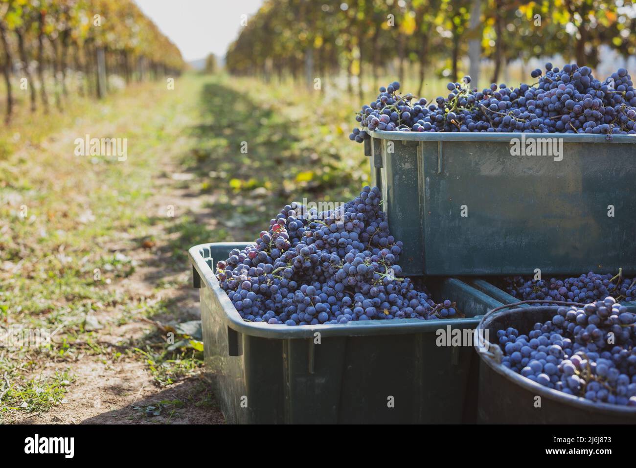 Raisins de vigne bleus. Raisins pour faire du vin rouge dans la caisse de récolte. Vue détaillée d'une vigne dans un vignoble en automne, Hongrie Banque D'Images