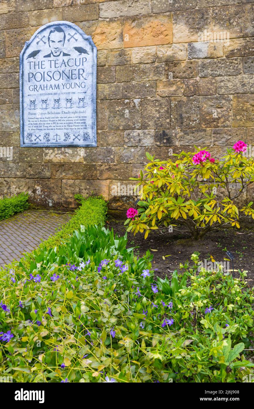 Détails du Teacup Poisoner Graham Young dans le jardin de poison dans les jardins d'Alnwick à Alnwick, Northumberland, Royaume-Uni, en avril Banque D'Images