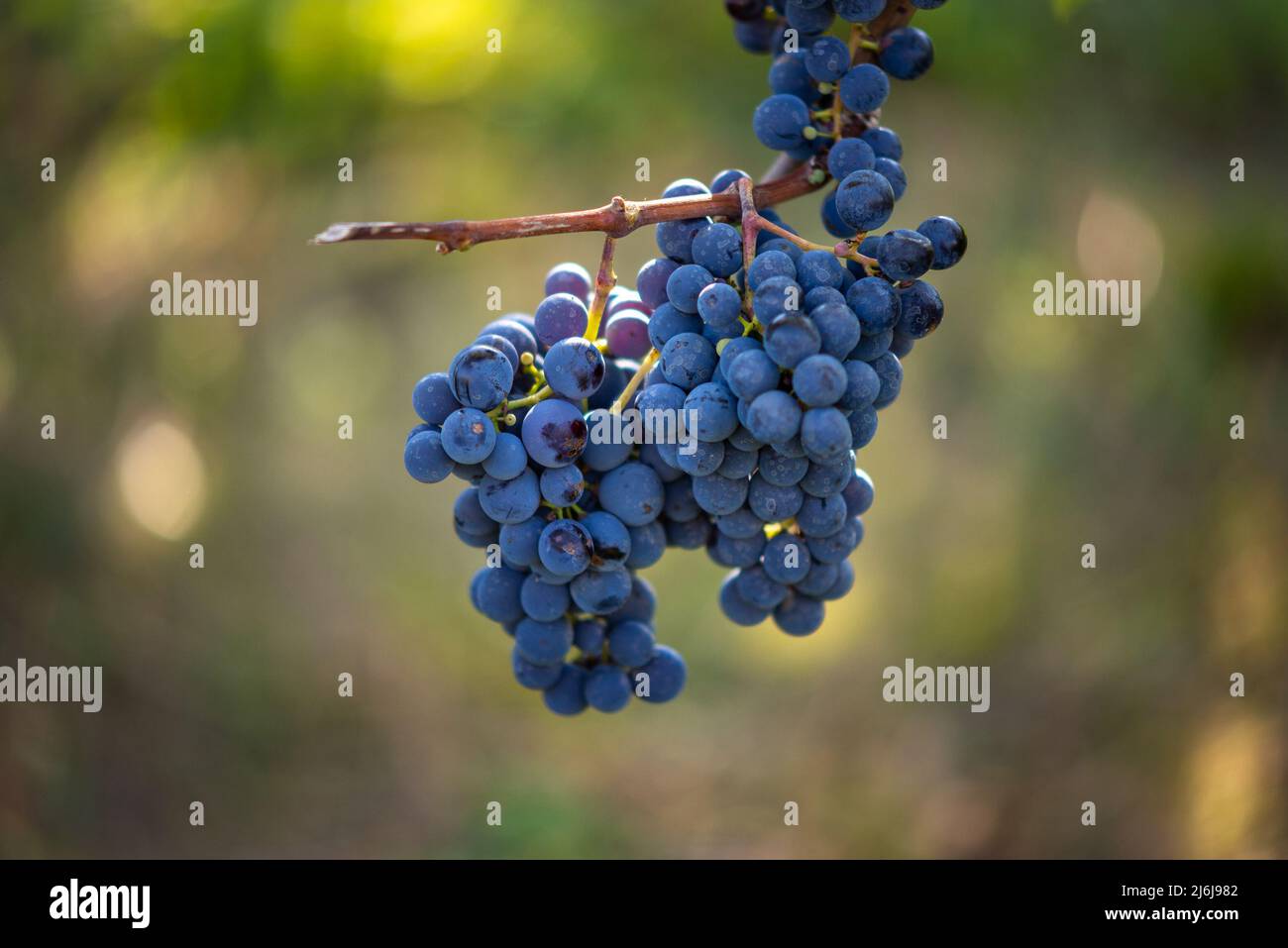 Raisin de vigne bleu dans le vignoble. Cabernet Franc raisin pour faire du vin rouge dans la récolte. Vue détaillée d'une vigne gelée dans un vignoble dans Banque D'Images