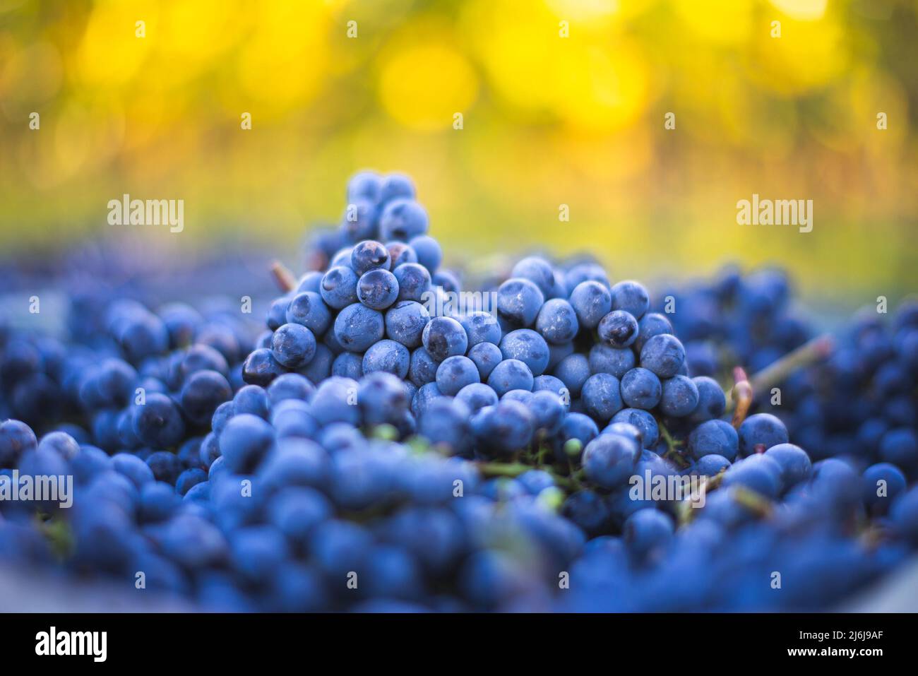 Raisins de vigne bleus. Raisins pour faire du vin rouge dans la caisse de récolte. Vue détaillée d'une vigne dans un vignoble en automne, Hongrie Banque D'Images