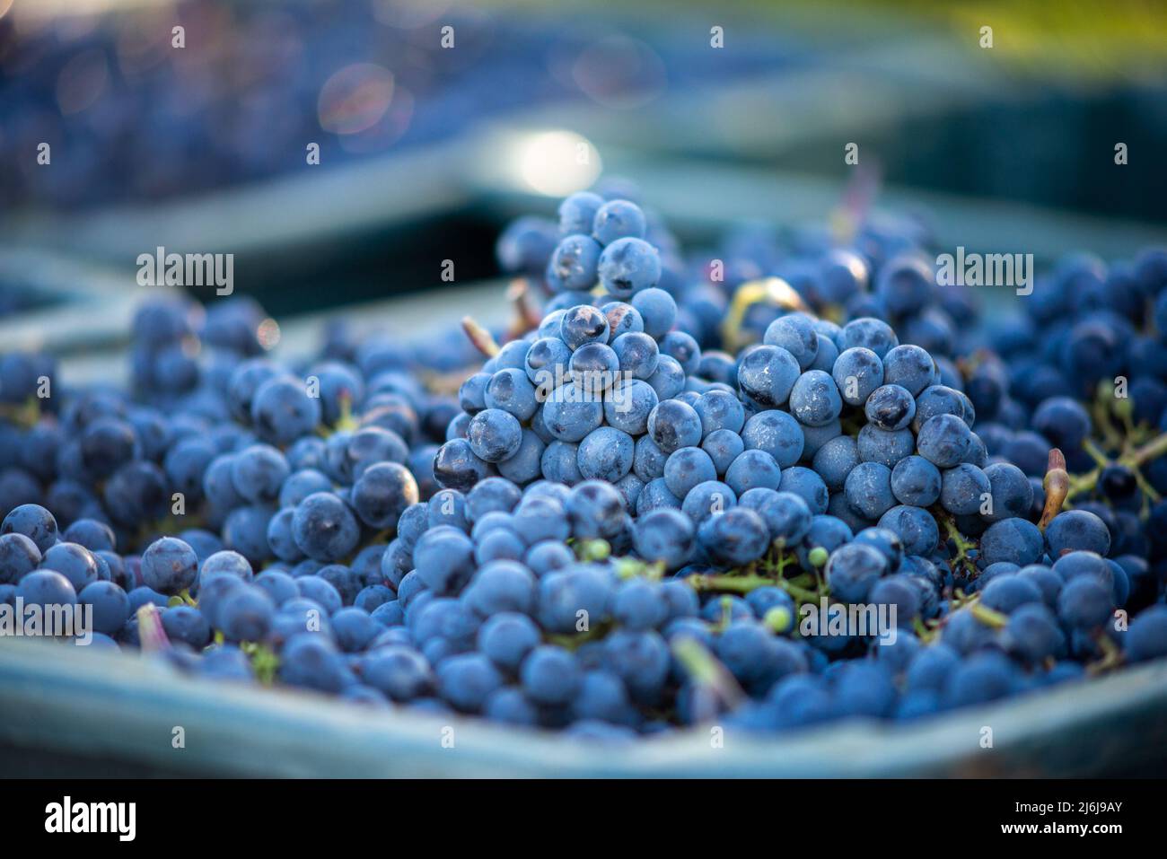 Raisins de vigne bleus. Raisins pour faire du vin rouge dans la caisse de récolte. Vue détaillée d'une vigne dans un vignoble en automne, Hongrie Banque D'Images