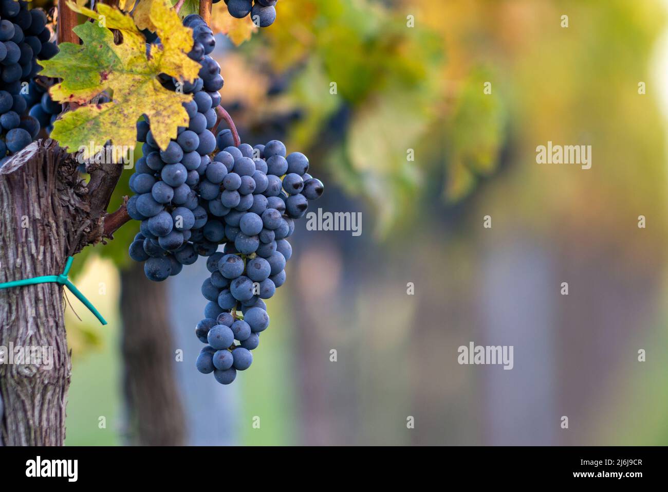 Raisin de vigne bleu dans le vignoble. Cabernet Franc raisin pour faire du vin rouge dans la récolte. Vue détaillée d'une vigne gelée dans un vignoble dans Banque D'Images