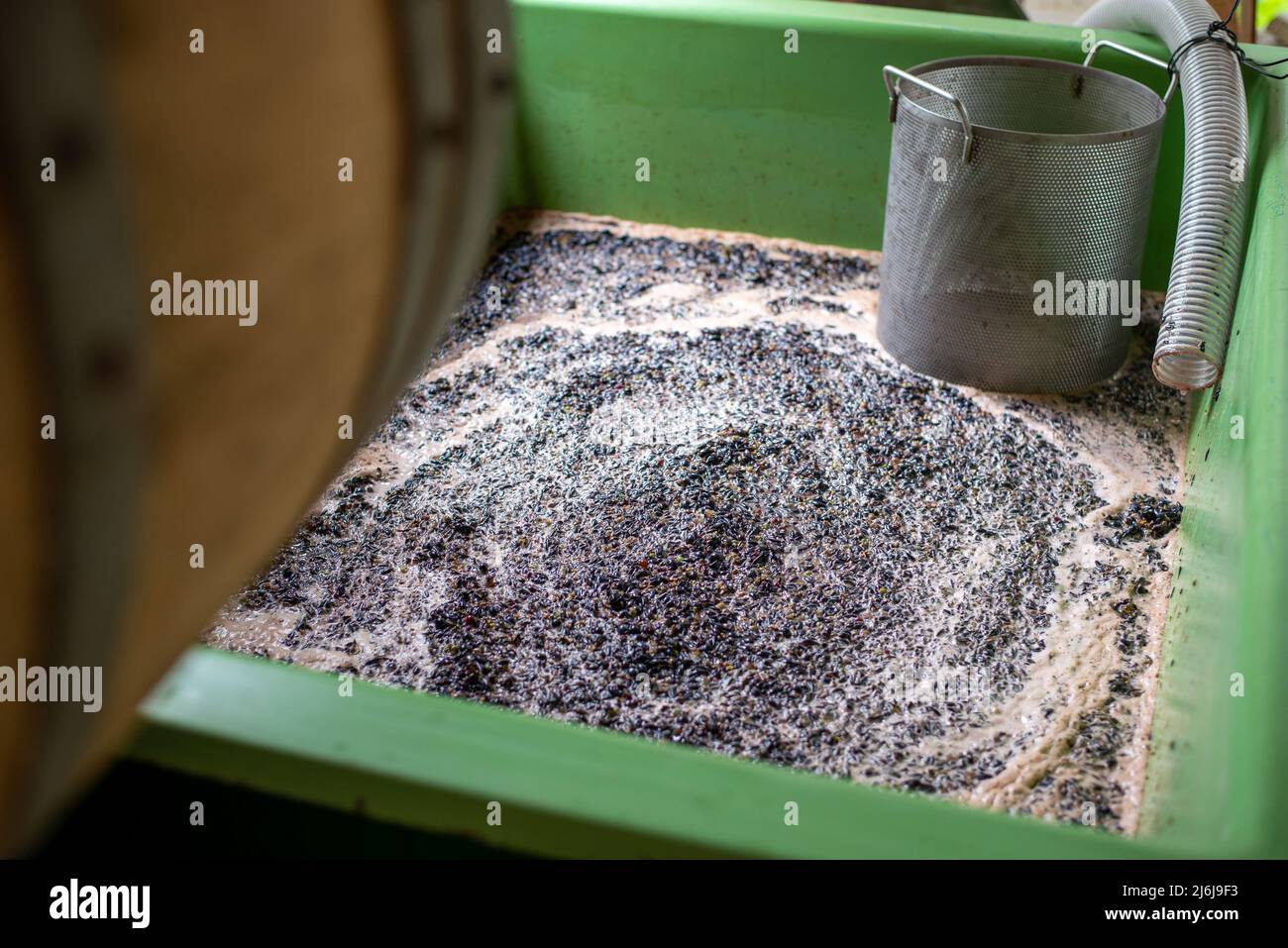 Raisins nommés Cabernet Franc avant le pressage dans la baignoire, après le broyage des baies à la saison de récolte, cave, Hongrie Banque D'Images