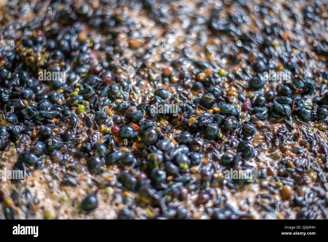 Raisins nommés Cabernet Franc avant le pressage dans la baignoire, après le broyage des baies à la saison de récolte, cave, Hongrie Banque D'Images