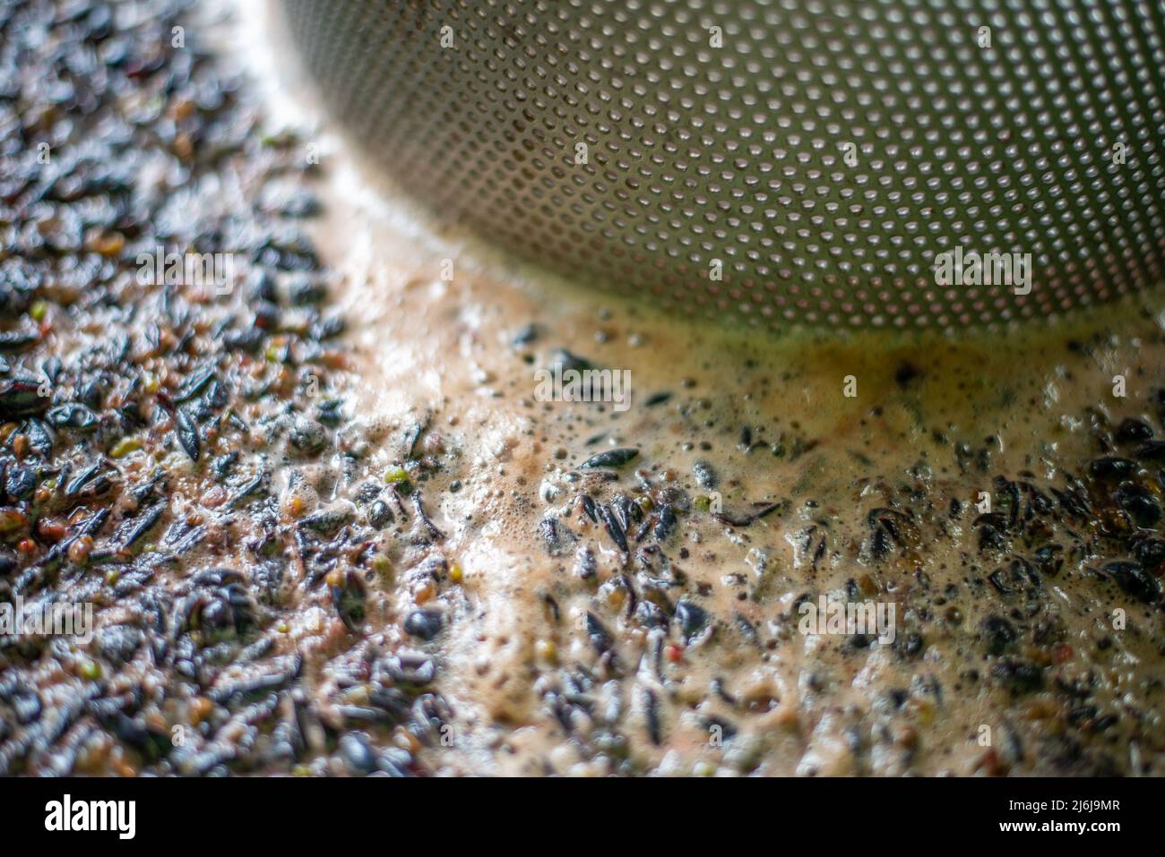 Raisins nommés Cabernet Franc avant le pressage dans la baignoire, après le broyage des baies à la saison de récolte, cave, Hongrie Banque D'Images
