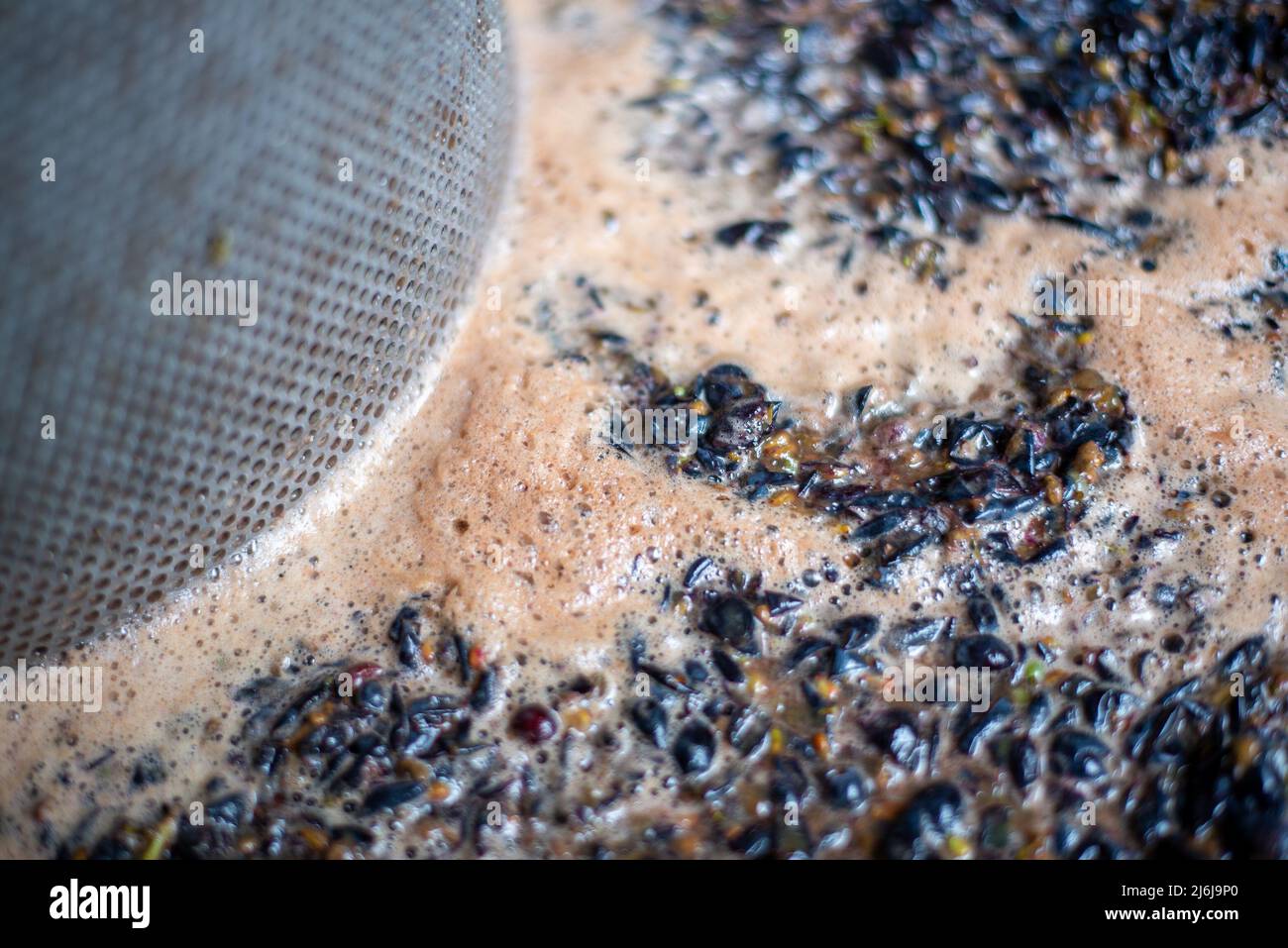 Raisins nommés Cabernet Franc avant le pressage dans la baignoire, après le broyage des baies à la saison de récolte, cave, Hongrie Banque D'Images