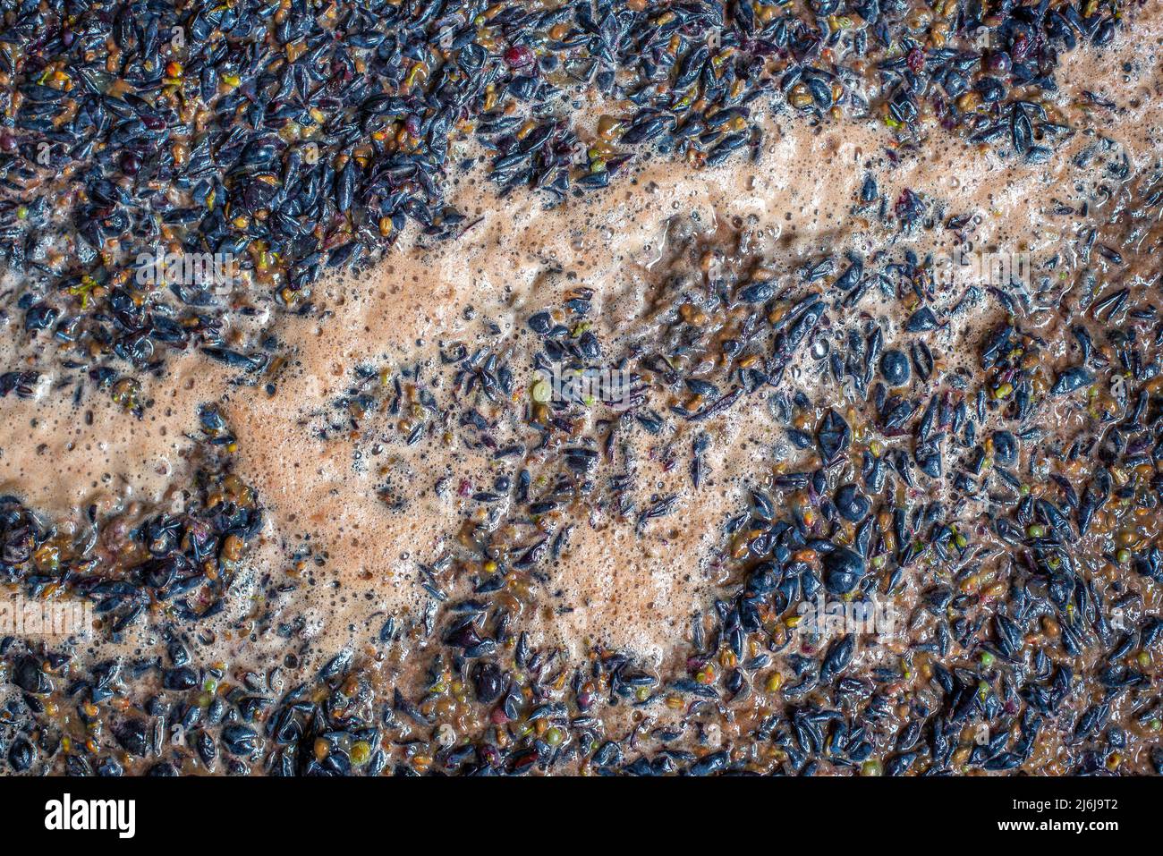 Raisins nommés Cabernet Franc avant le pressage dans la baignoire, après le broyage des baies à la saison de récolte, cave, Hongrie Banque D'Images