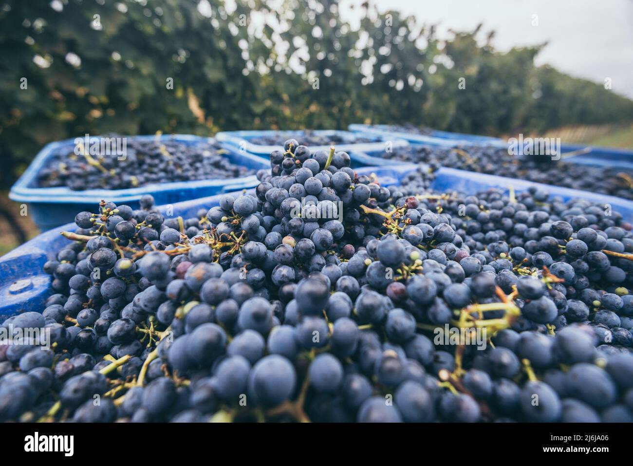 Raisins de vigne bleus. Raisins pour faire du vin rouge dans la caisse de récolte. Vue détaillée d'une vigne dans un vignoble en automne, Hongrie Banque D'Images