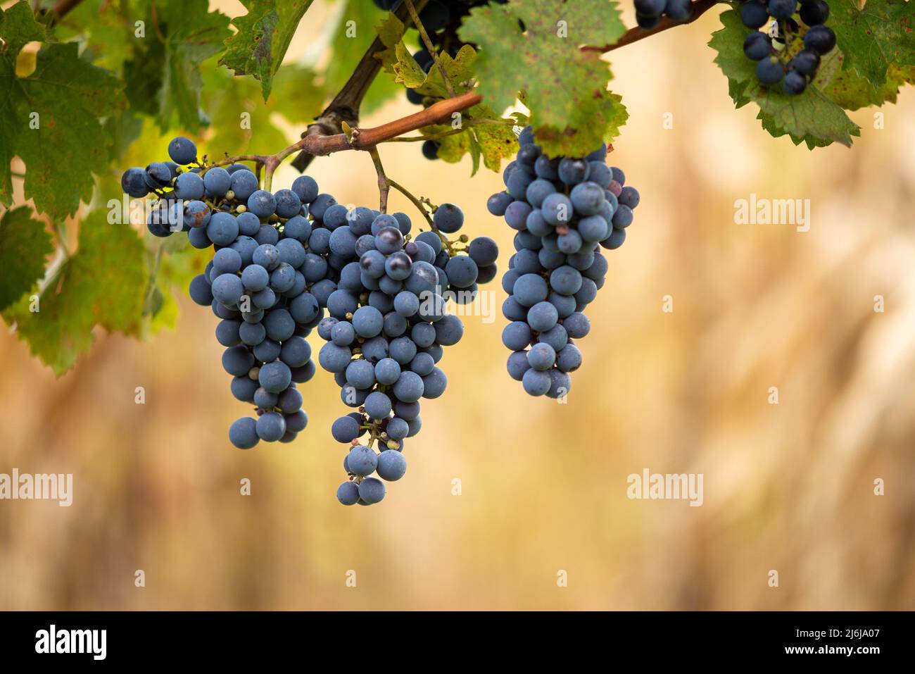 Raisin de vigne bleu dans le vignoble. Cabernet Franc raisin pour faire du vin rouge dans la récolte. Vue détaillée d'une vigne gelée dans un vignoble dans Banque D'Images
