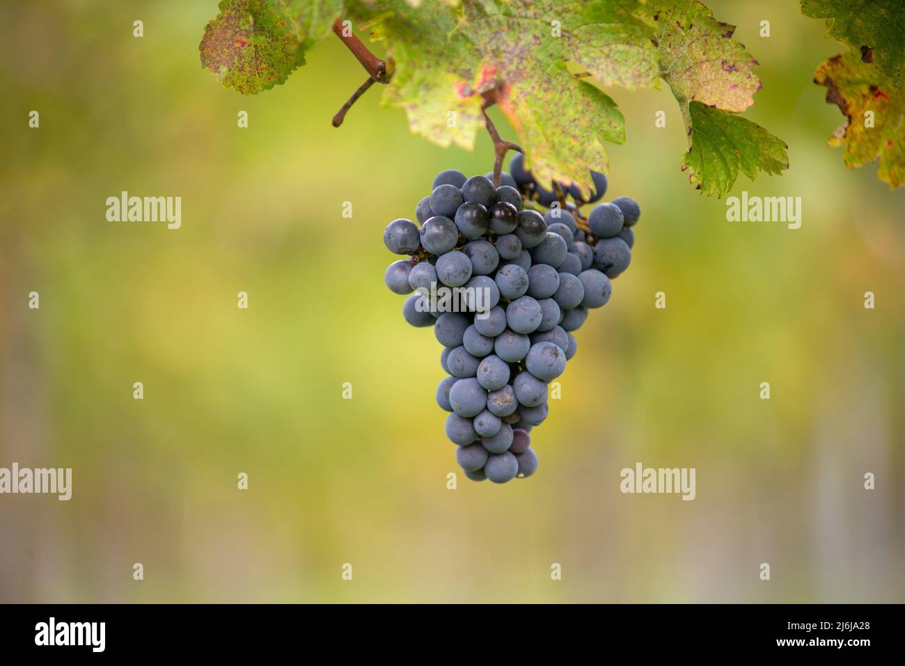 Raisin de vigne bleu dans le vignoble. Cabernet Franc raisin pour faire du vin rouge dans la récolte. Vue détaillée d'une vigne gelée dans un vignoble dans Banque D'Images