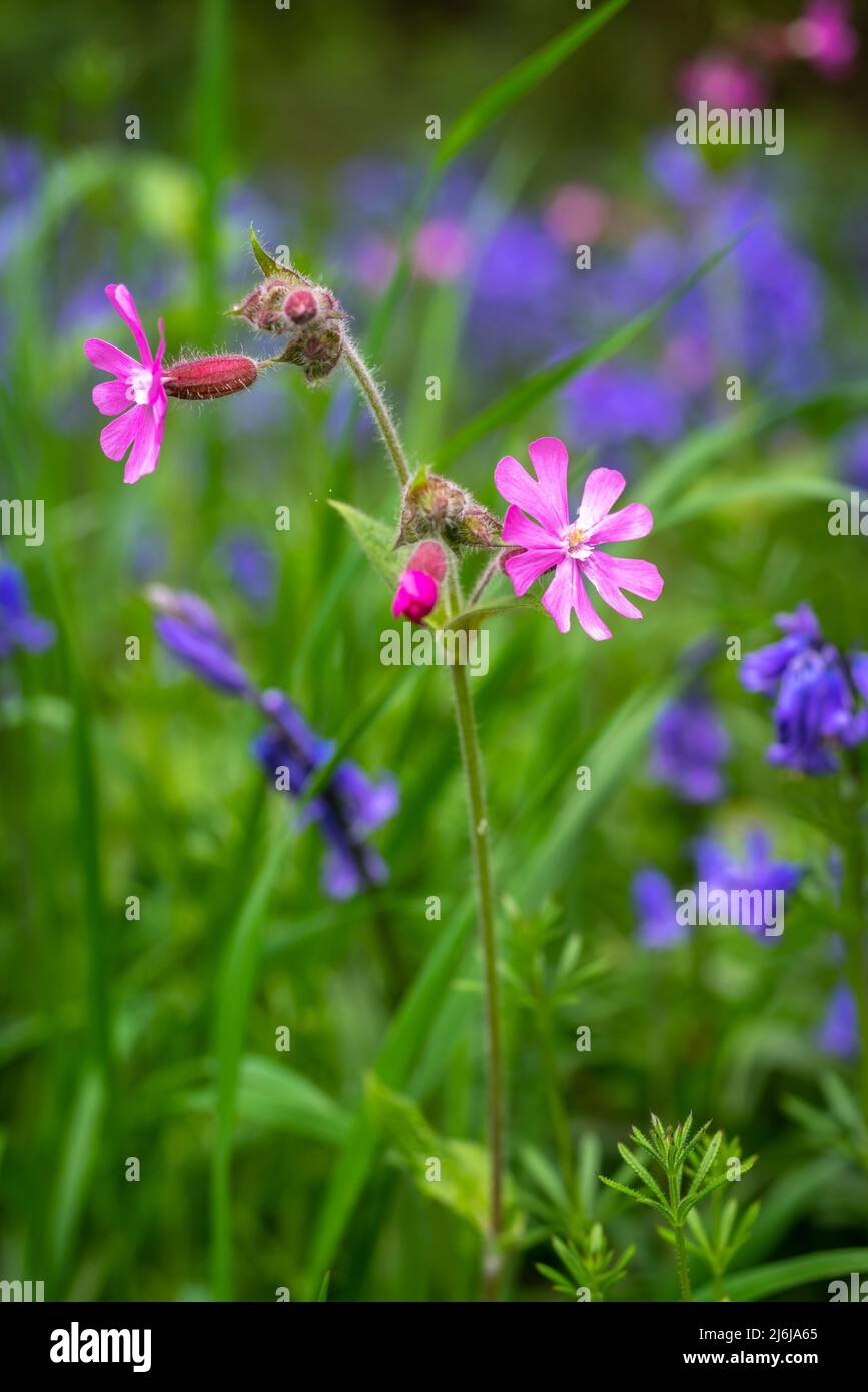 Rouge Campion (Silene dioica) fleur sauvage avec des cloches à fond. Aussi connu sous le nom de fleur d'additionneur, Robin des Bois, fleur de coucou Banque D'Images