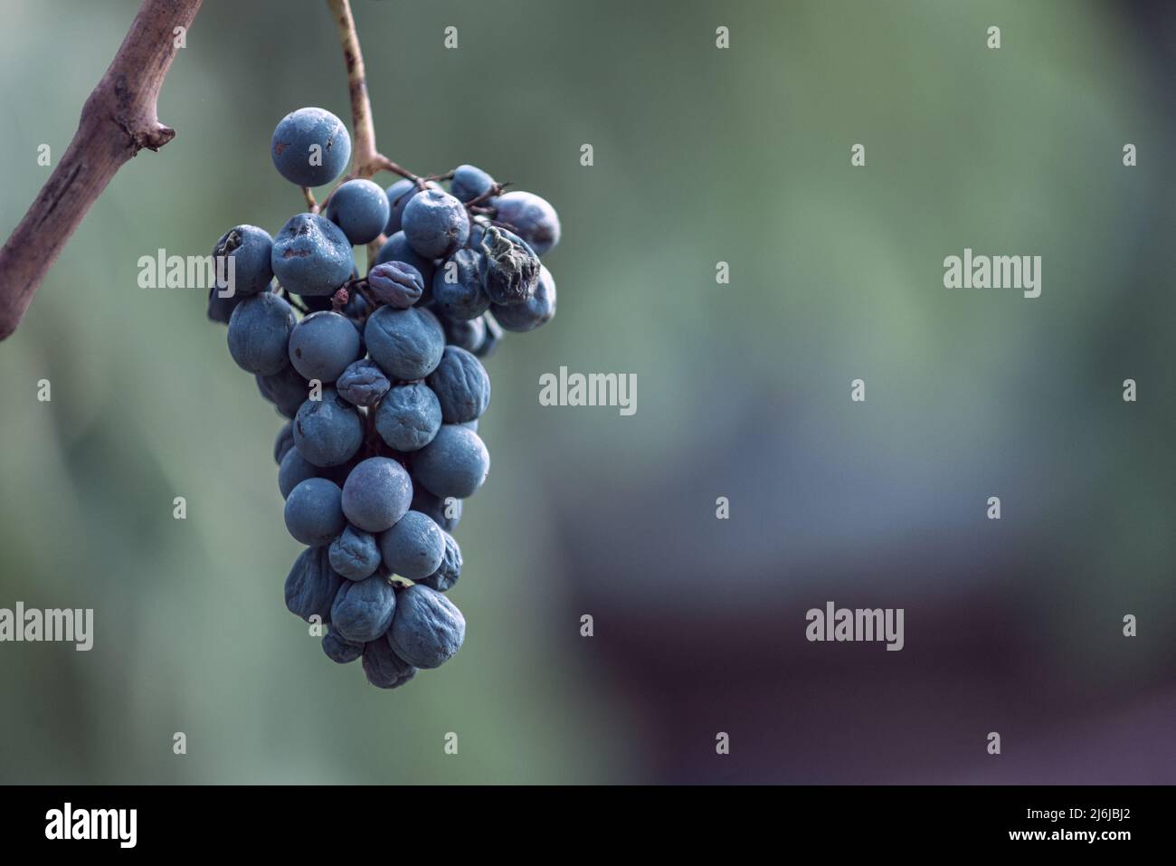 Raisin de vigne bleu dans le vignoble. Raisins pour faire du vin rouge dans la récolte. Vue détaillée d'une vigne gelée dans un vignoble en automne, Hongrie Banque D'Images