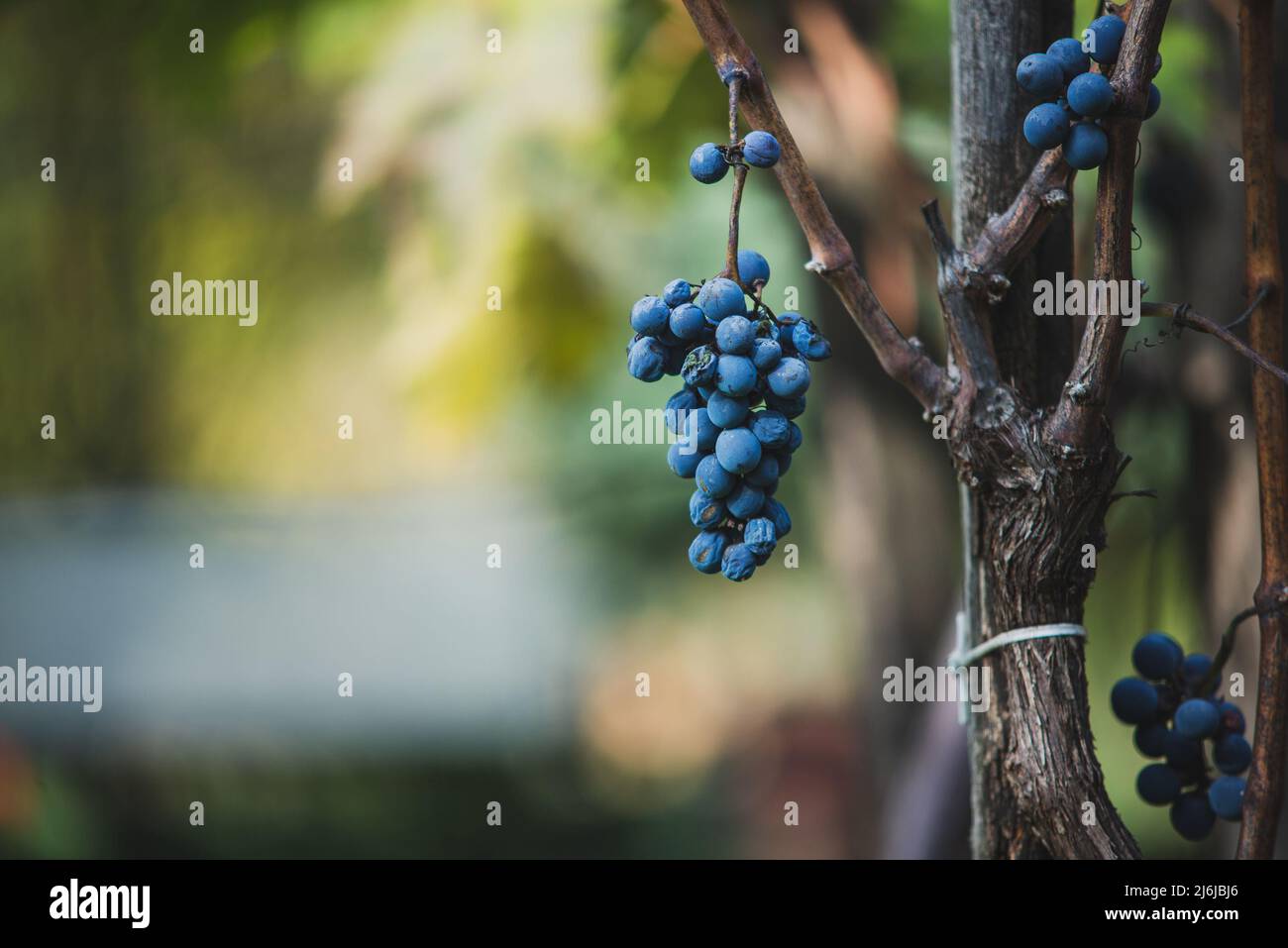 Raisin de vigne bleu dans le vignoble. Raisins pour faire du vin rouge dans la récolte. Vue détaillée d'une vigne gelée dans un vignoble en automne, Hongrie Banque D'Images