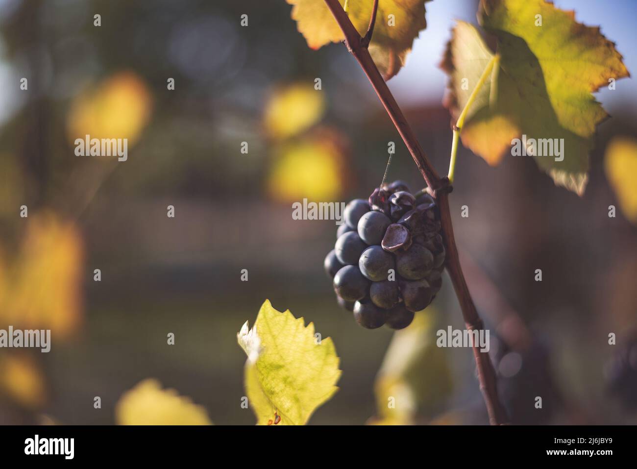 Raisin de vigne bleu dans le vignoble. Raisins pour faire du vin rouge dans la récolte. Vue détaillée d'une vigne gelée dans un vignoble en automne, Hongrie Banque D'Images