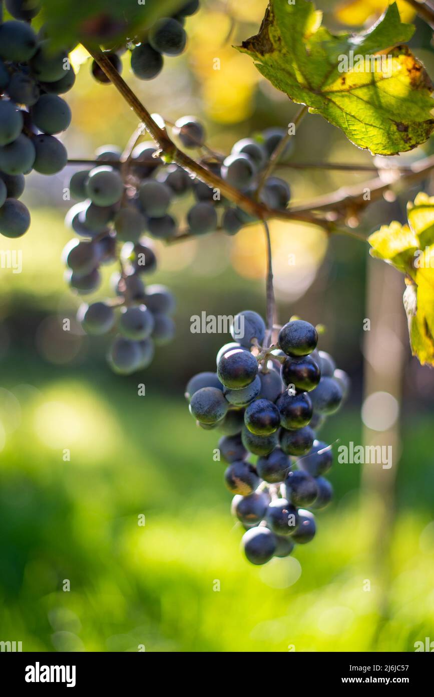 Raisin de vigne bleu dans le vignoble. Raisins pour faire du vin rouge dans la récolte. Vue détaillée d'une vigne gelée dans un vignoble en automne, Hongrie Banque D'Images